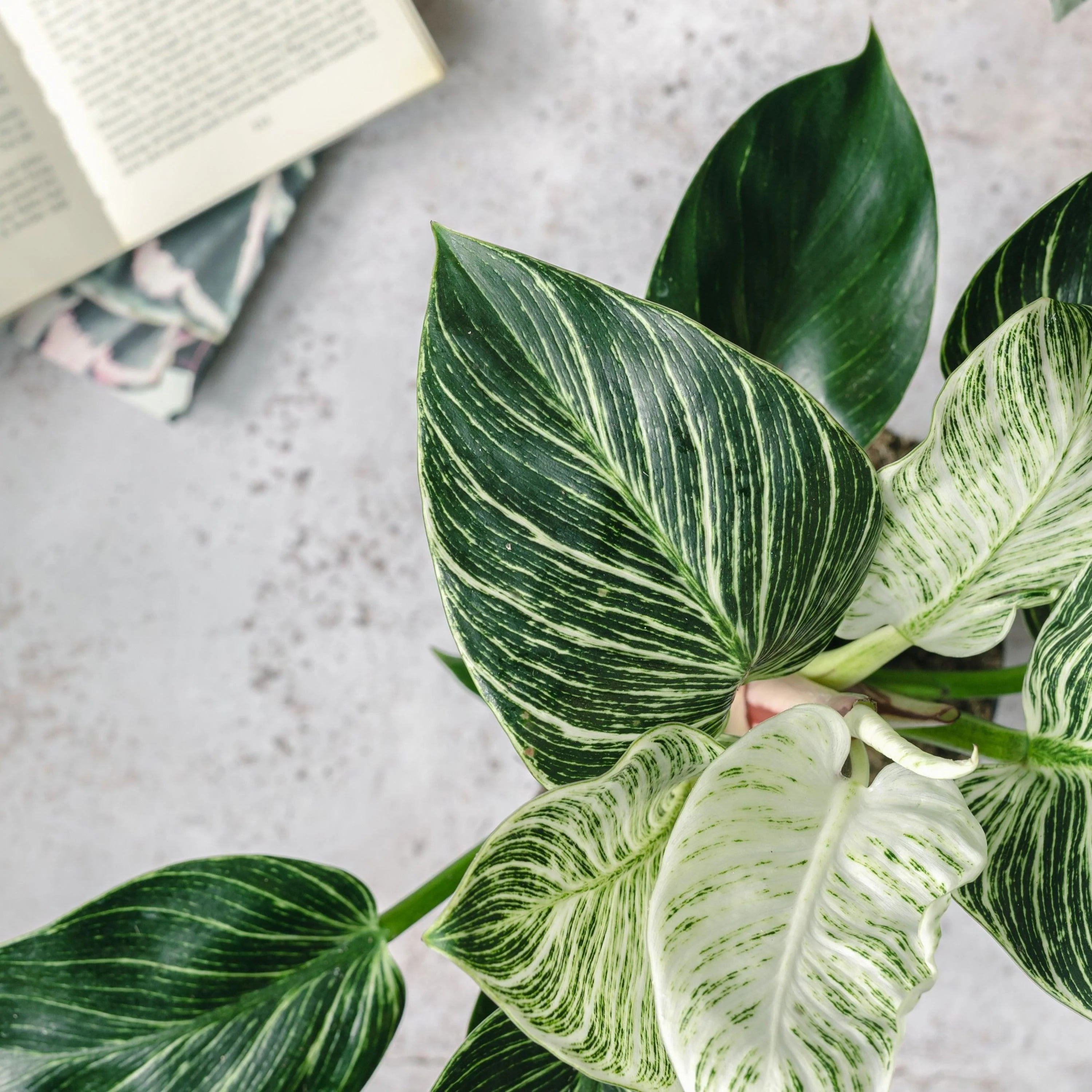 Philodendron Birkin - Image 2