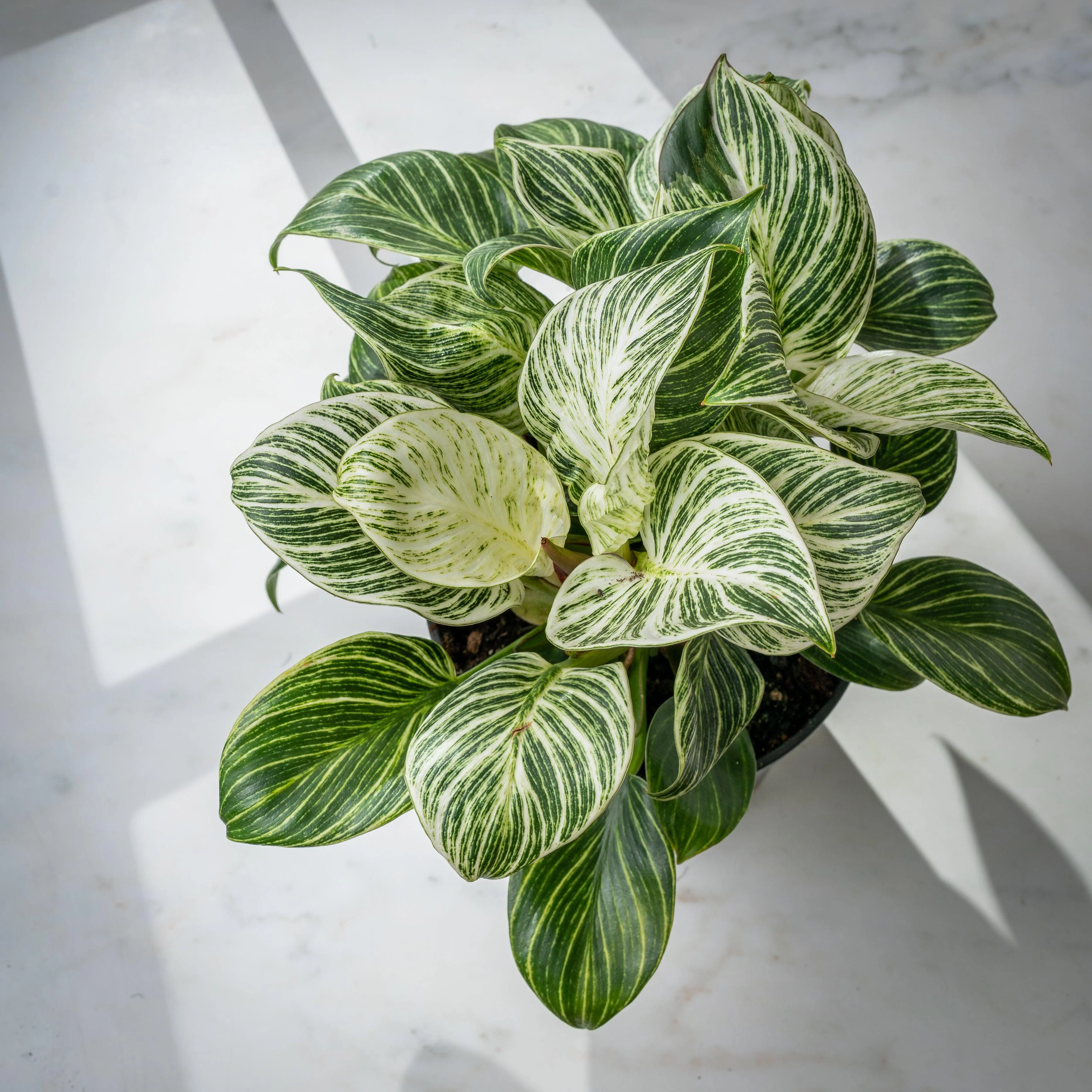 Philodendron Birkin - Image 3