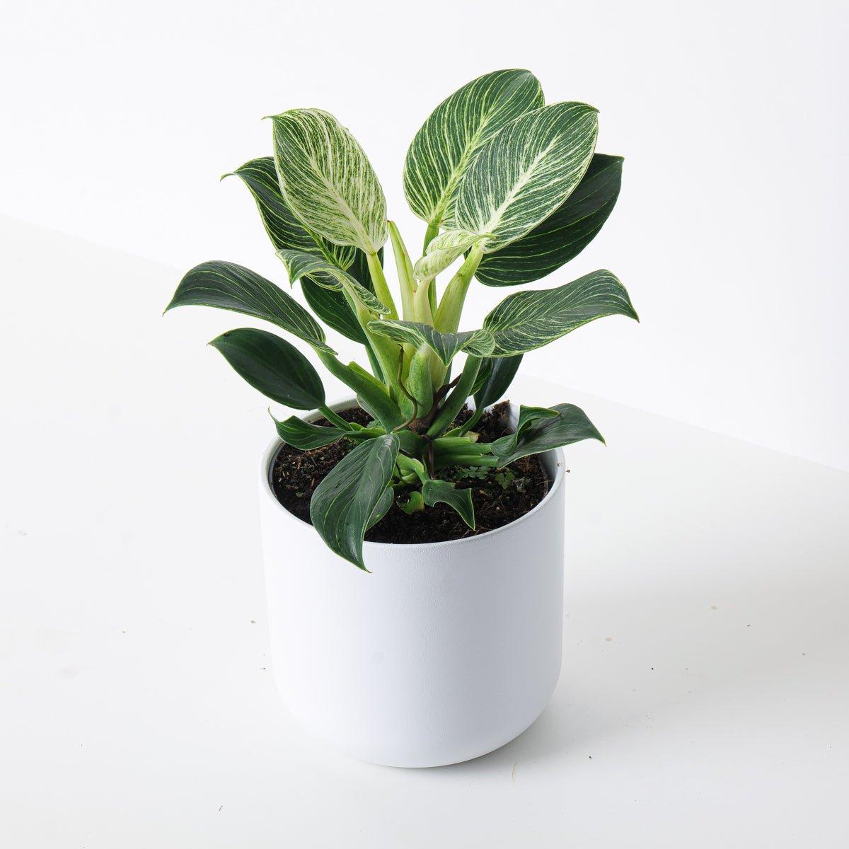 Philodendron Birkin - Image 4