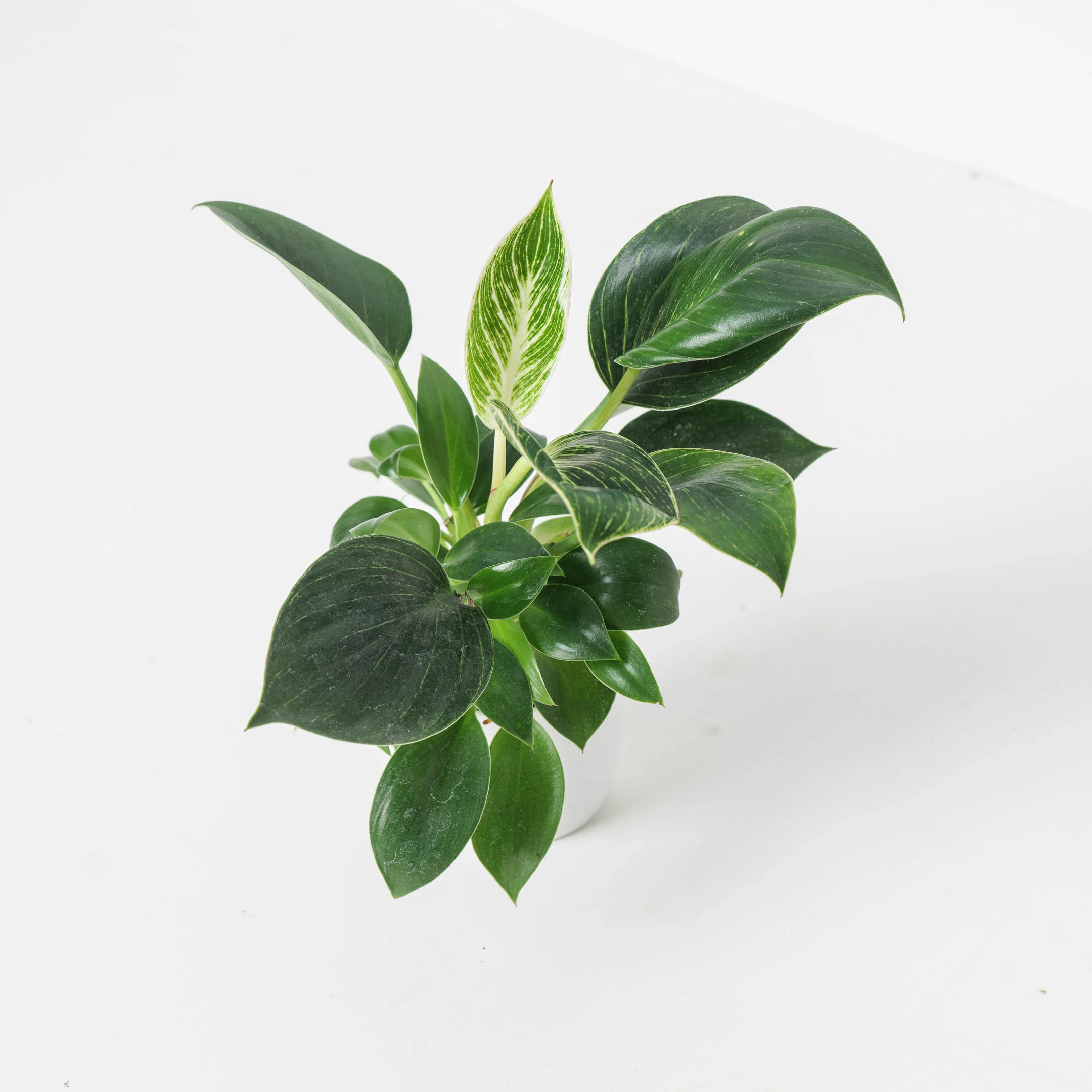 Philodendron Birkin - Image 5