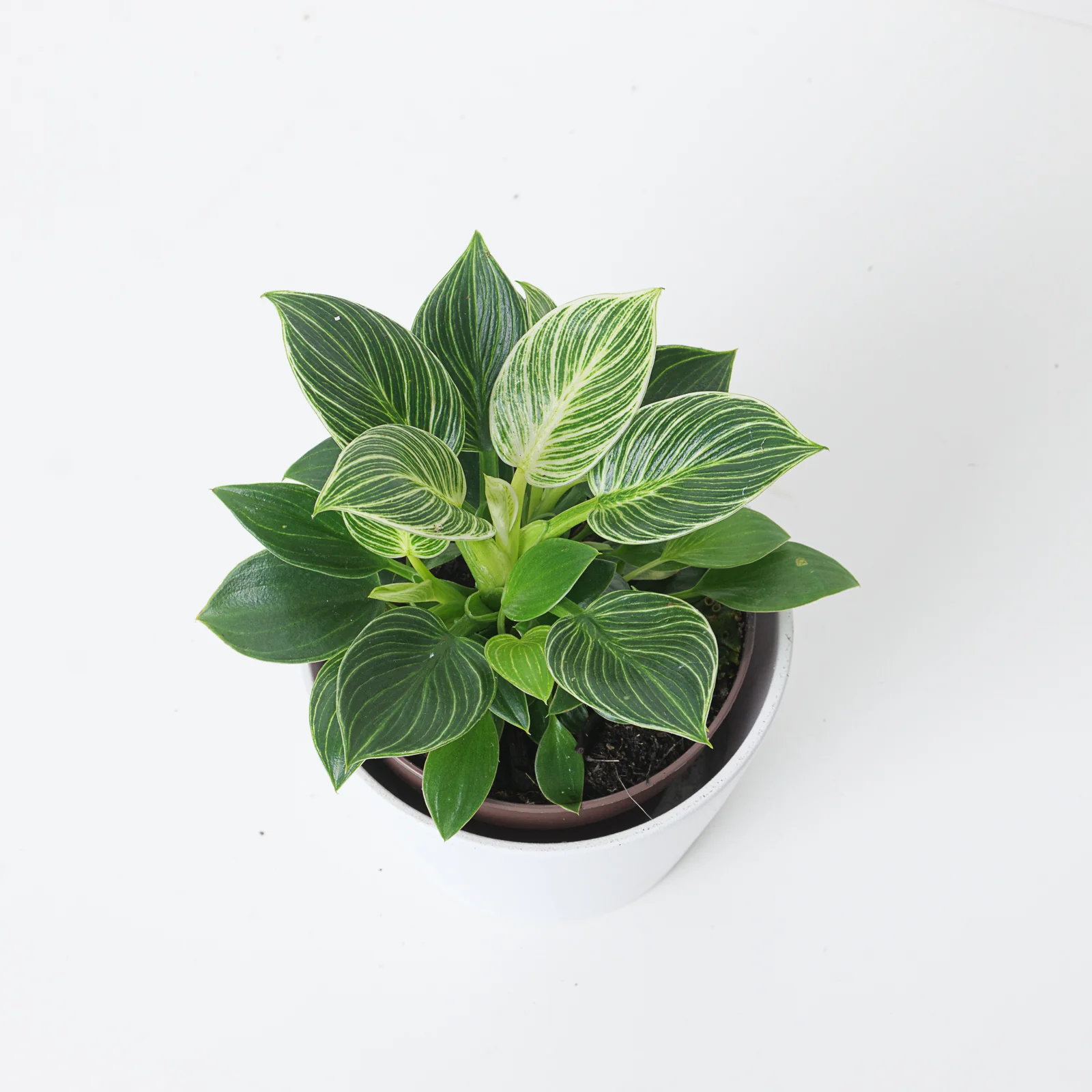 Philodendron Birkin Mini