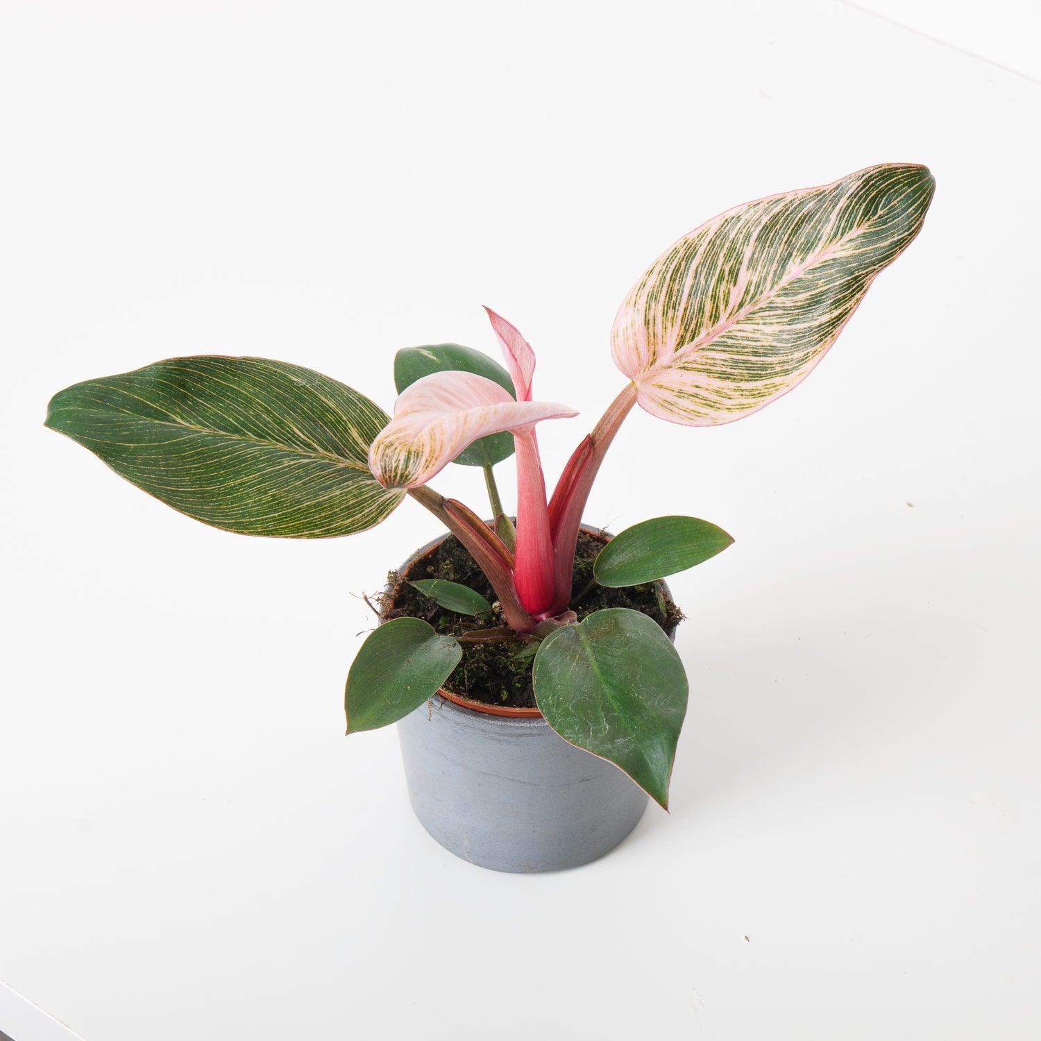 Philodendron Birkin Pink - Image 3