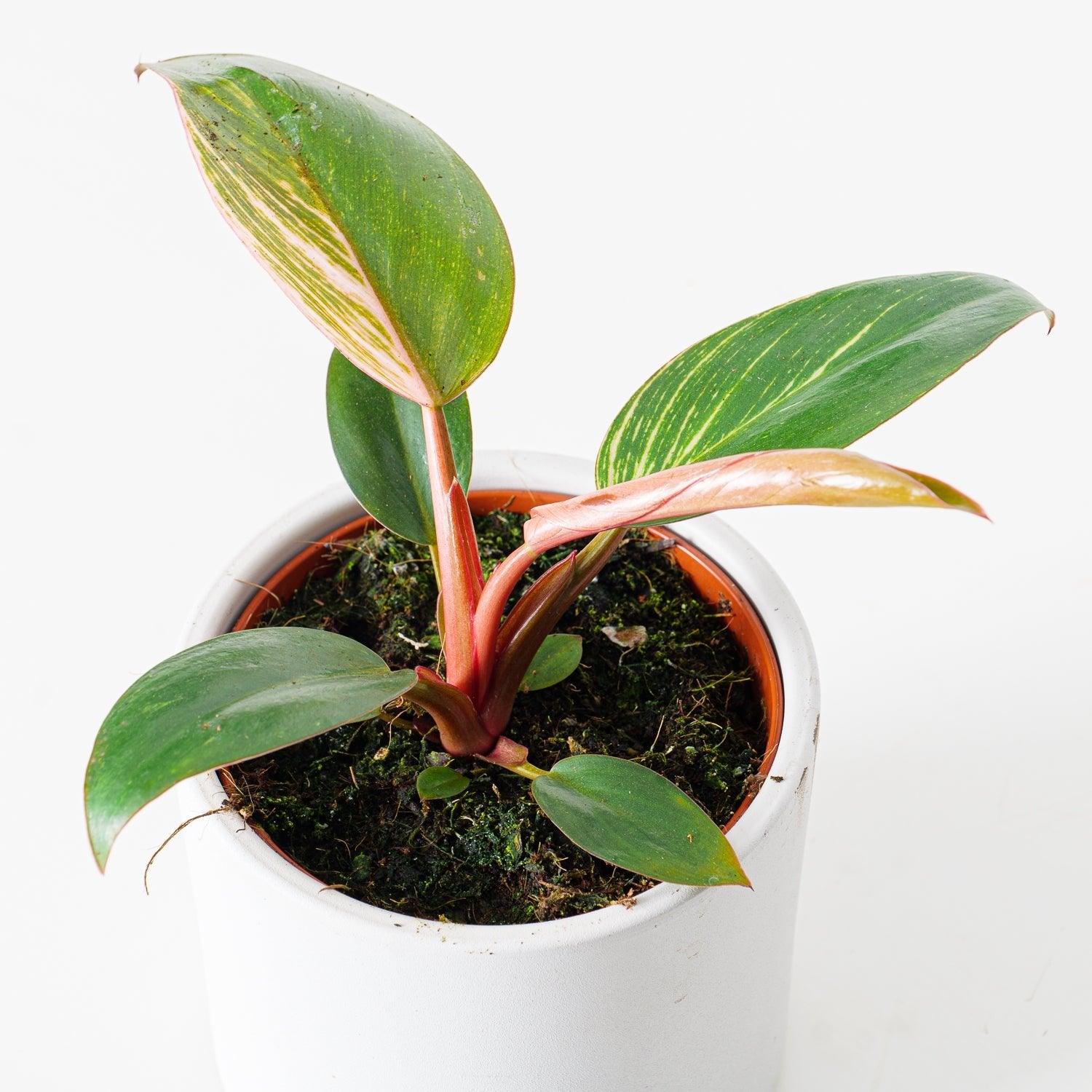 Philodendron Birkin Pink - Image 4