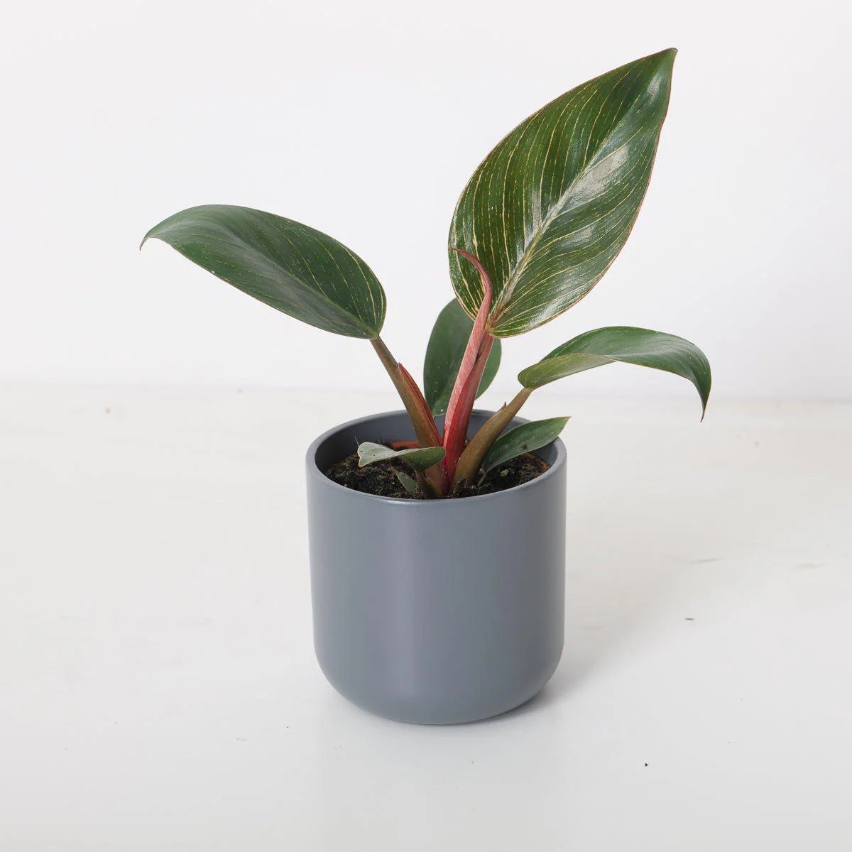 Philodendron Birkin Pink - Image 5