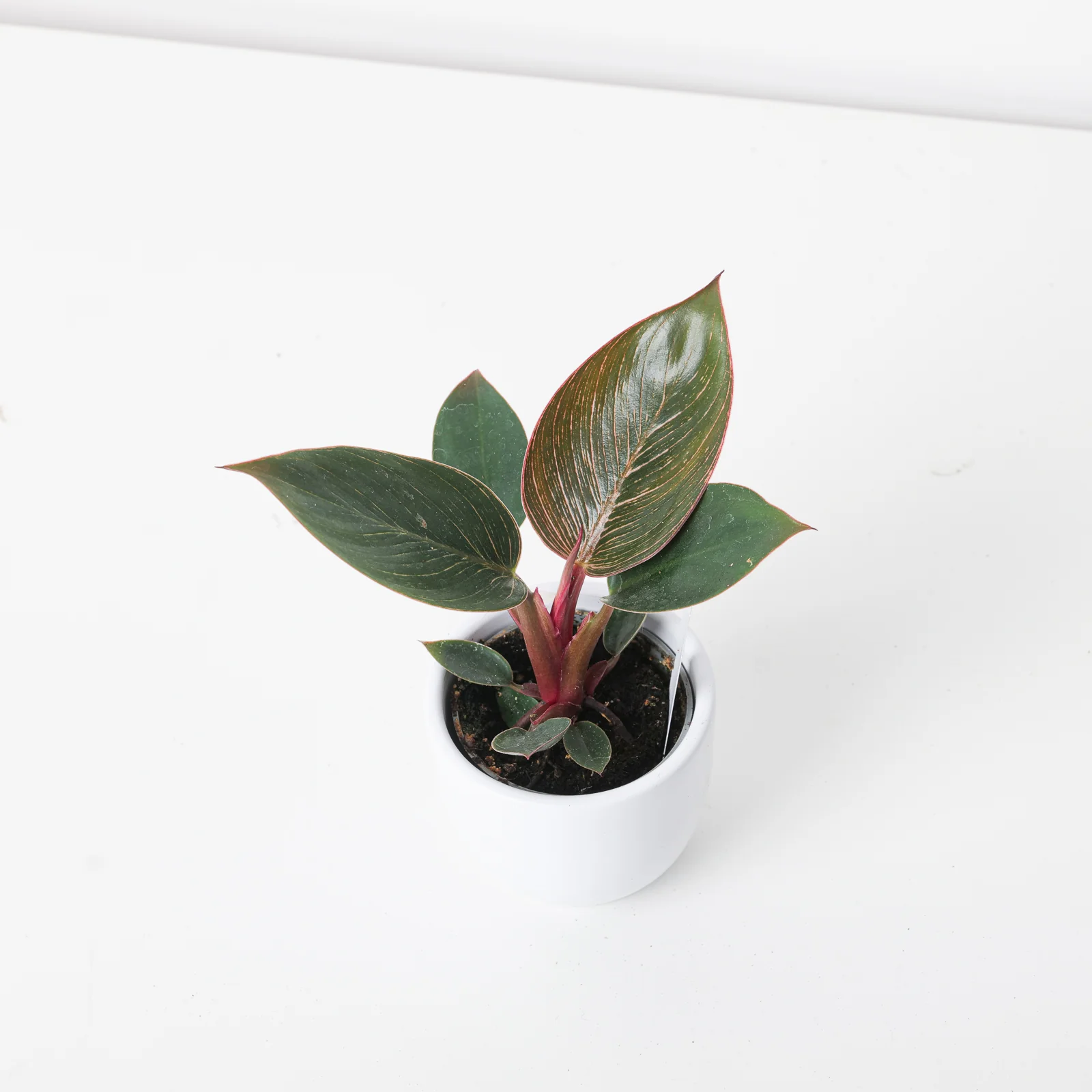 Philodendron Birkin Pink - Image 6