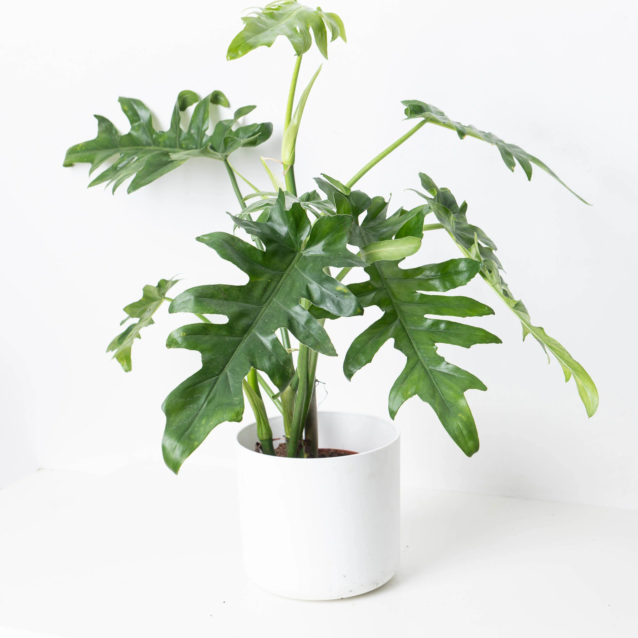 Philodendron Bob Cee
