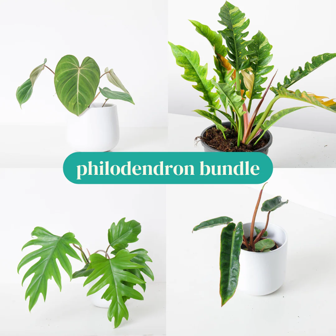 Philodendron Bundle