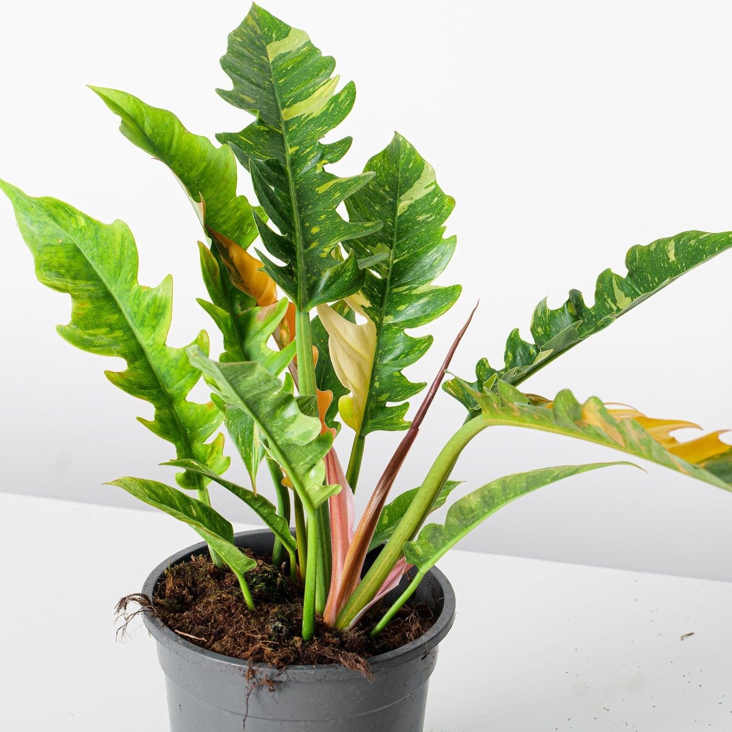 Philodendron Bundle - Image 4