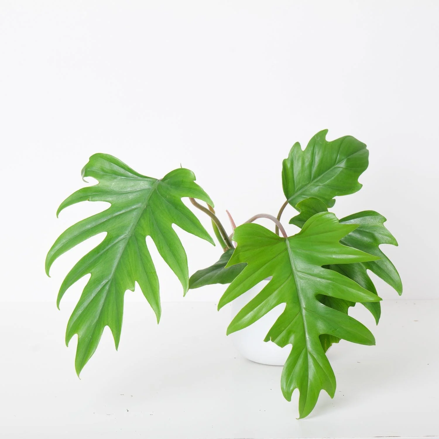 Philodendron Bundle - Image 5