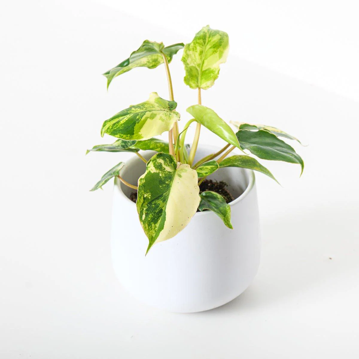 Philodendron Burle Marx Variegated