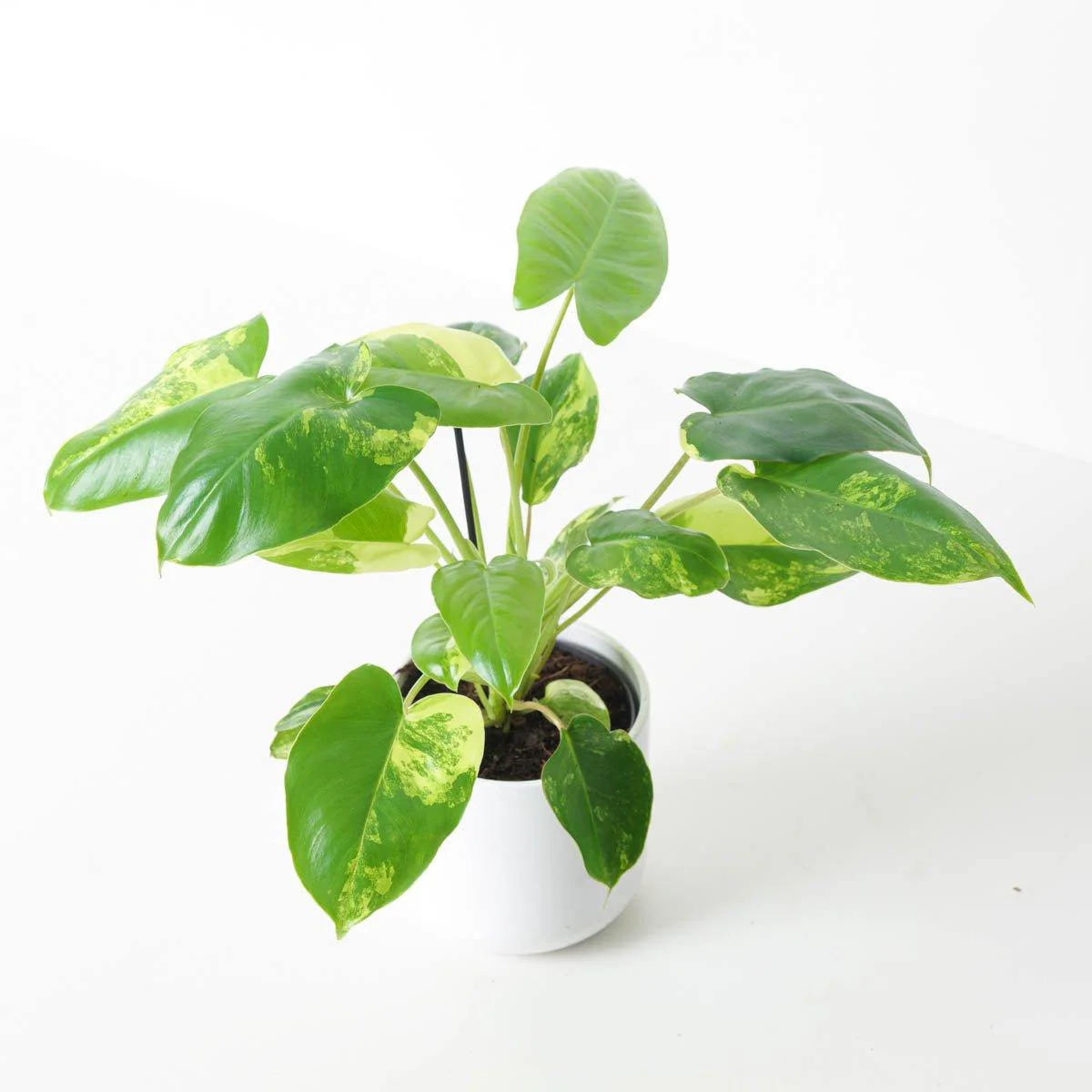 Philodendron Burle Marx Variegated - Image 2