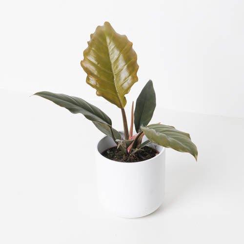 Philodendron Caramel Pluto