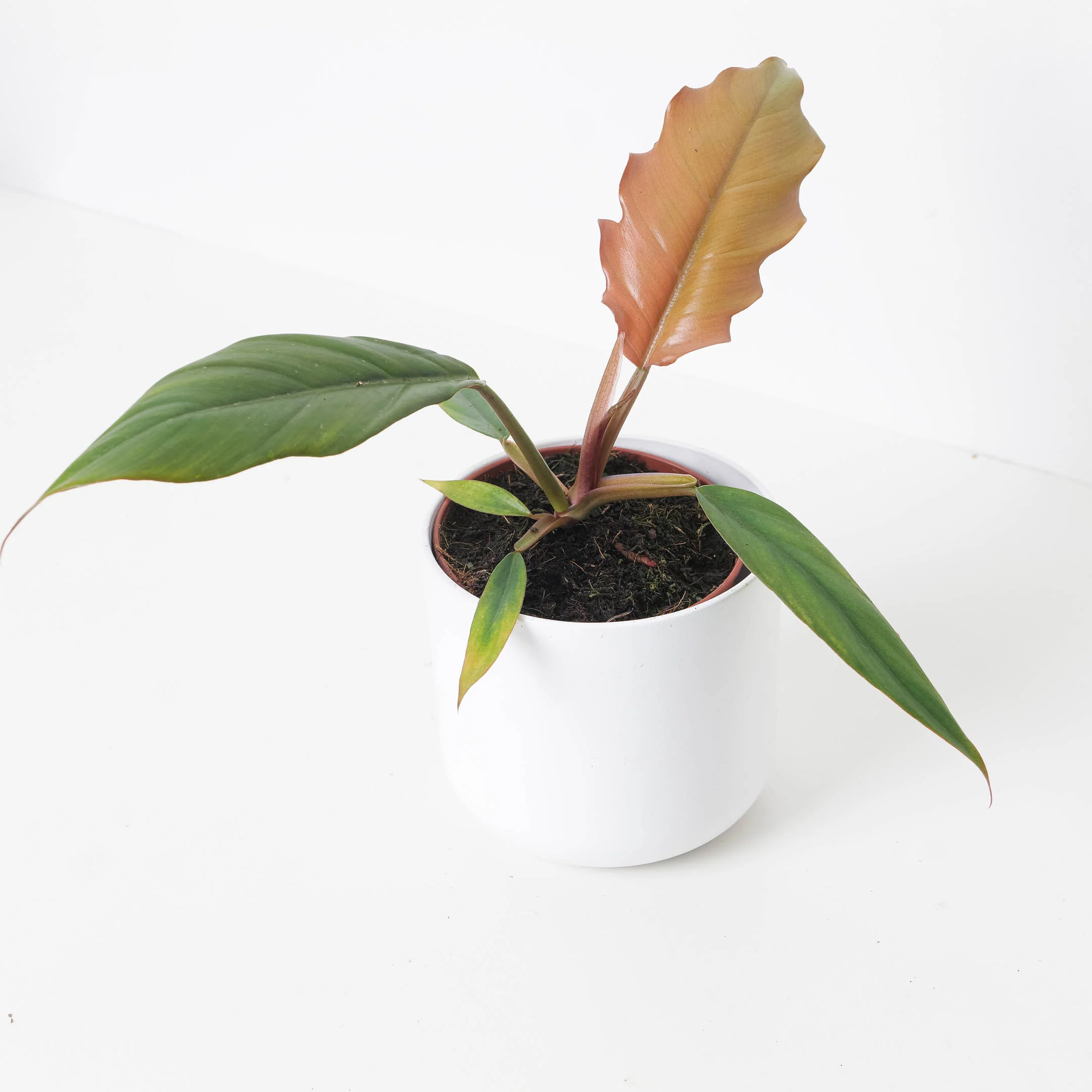 Philodendron Caramel Pluto - Image 2