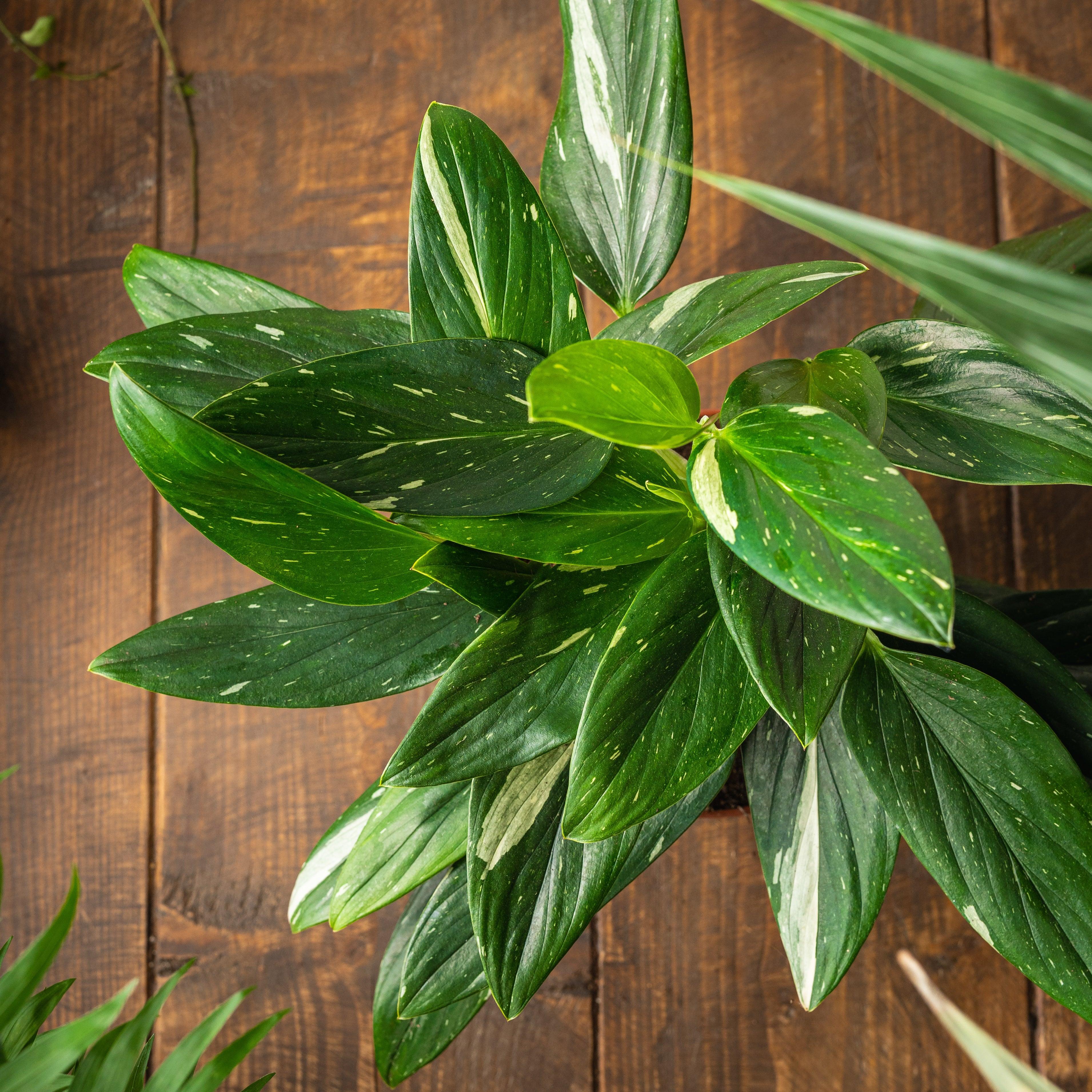 Monstera Standleyana - Image 3