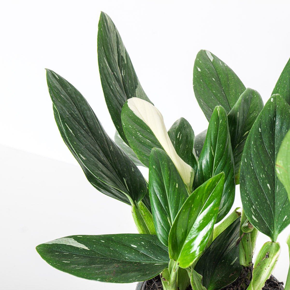 Monstera Standleyana - Image 4