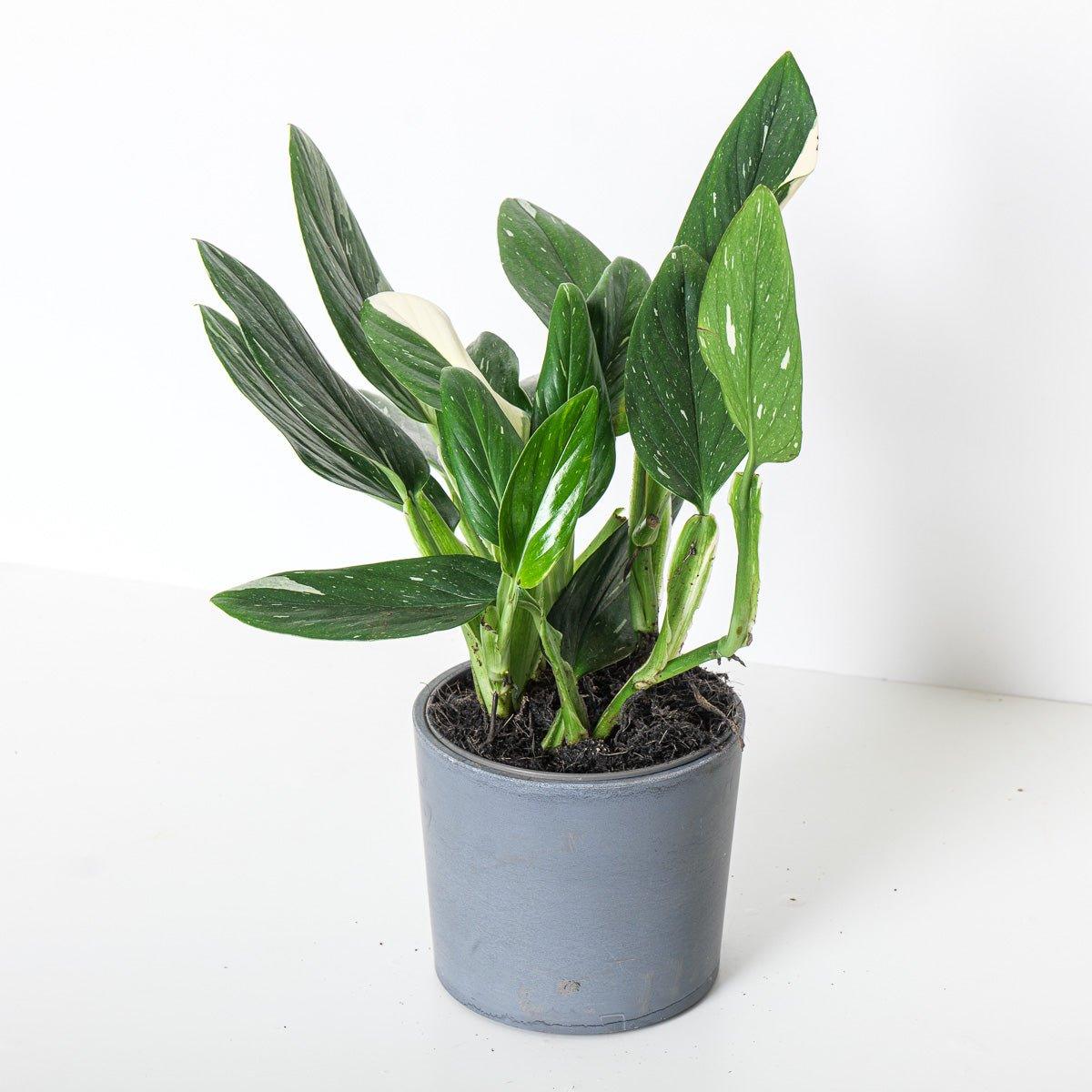 Monstera Standleyana - Image 5