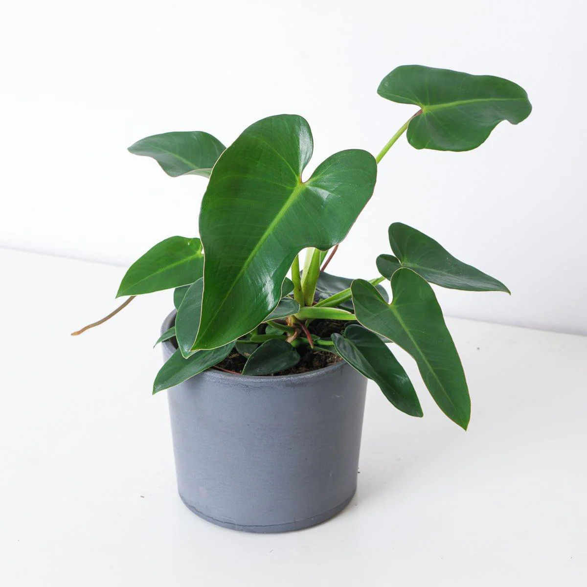 Philodendron corcovadense - Image 2