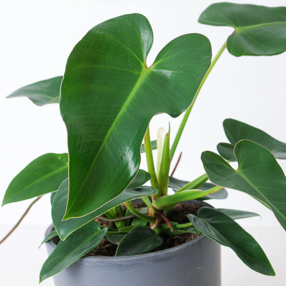 Philodendron corcovadense - Image 3