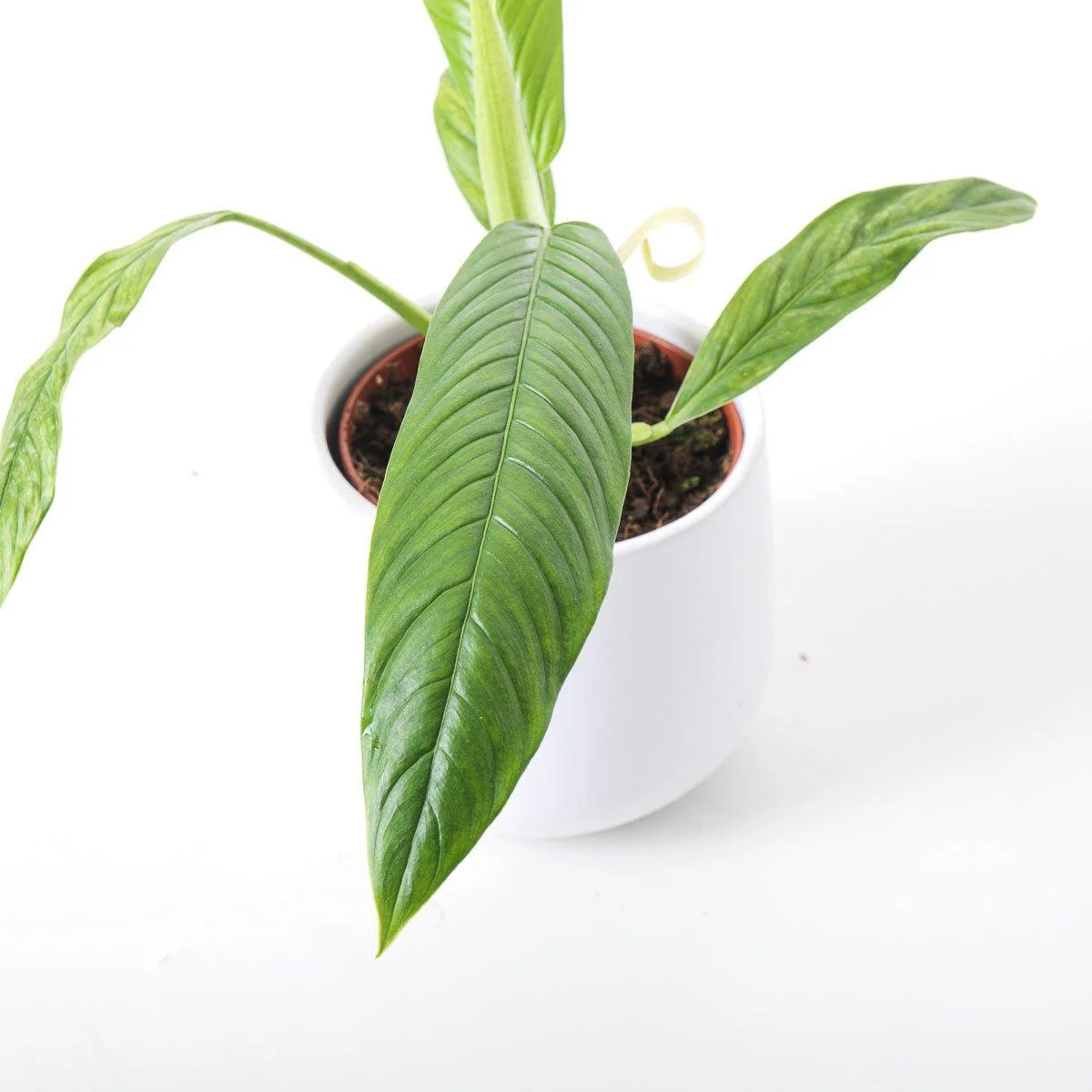 Philodendron Campii Lynette - Image 2