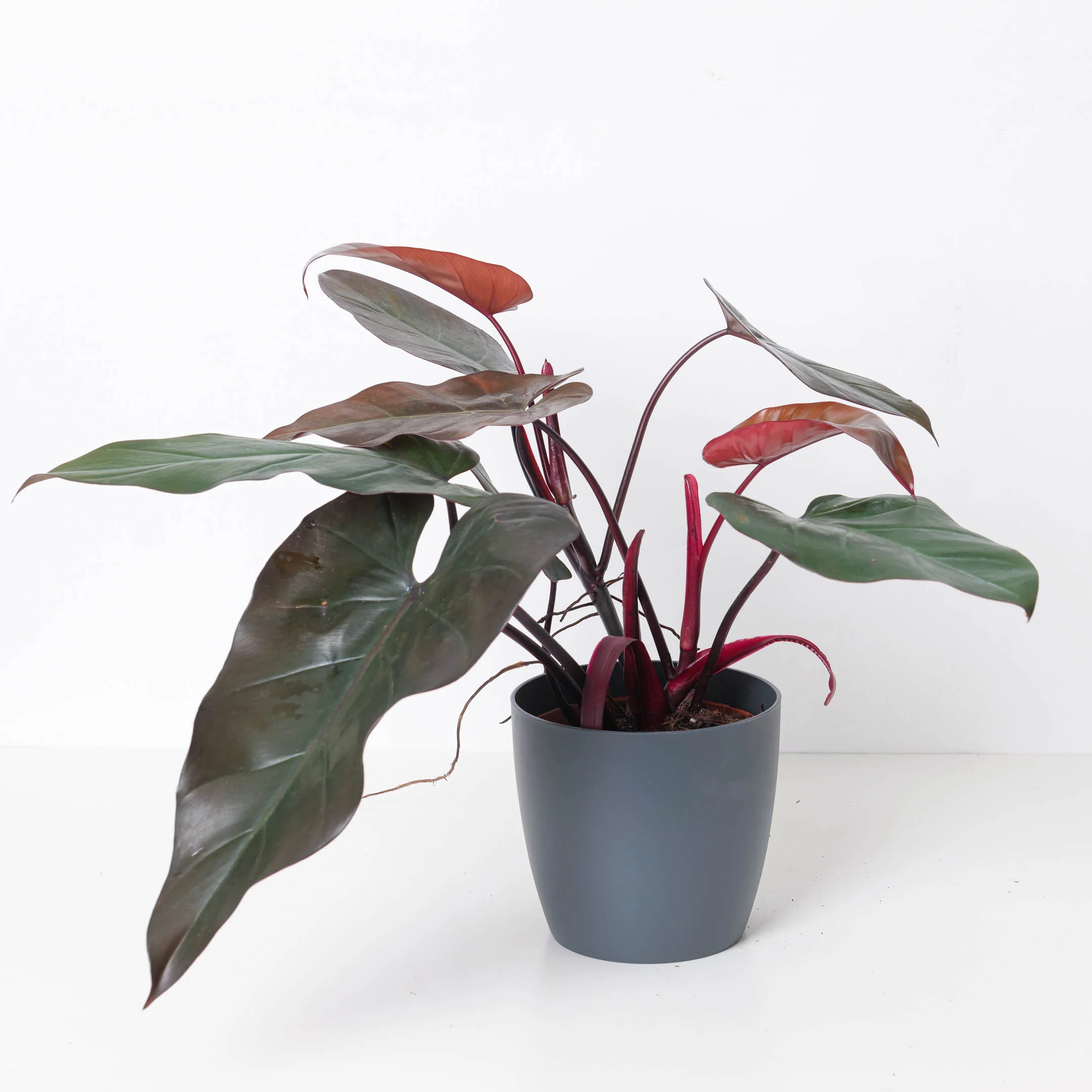Philodendron 'Dark Lord'