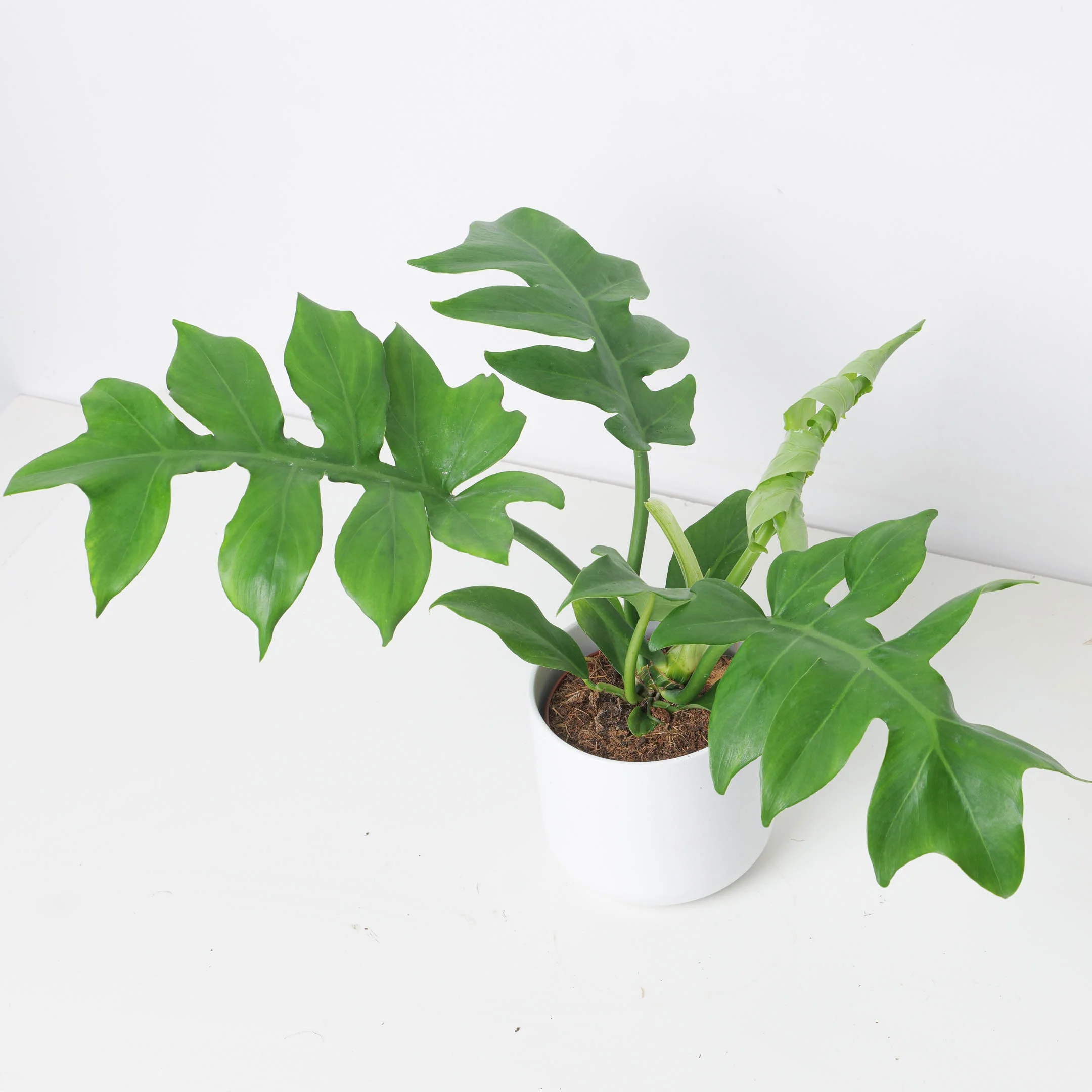 Philodendron distantilobum ‘Wide Form'
