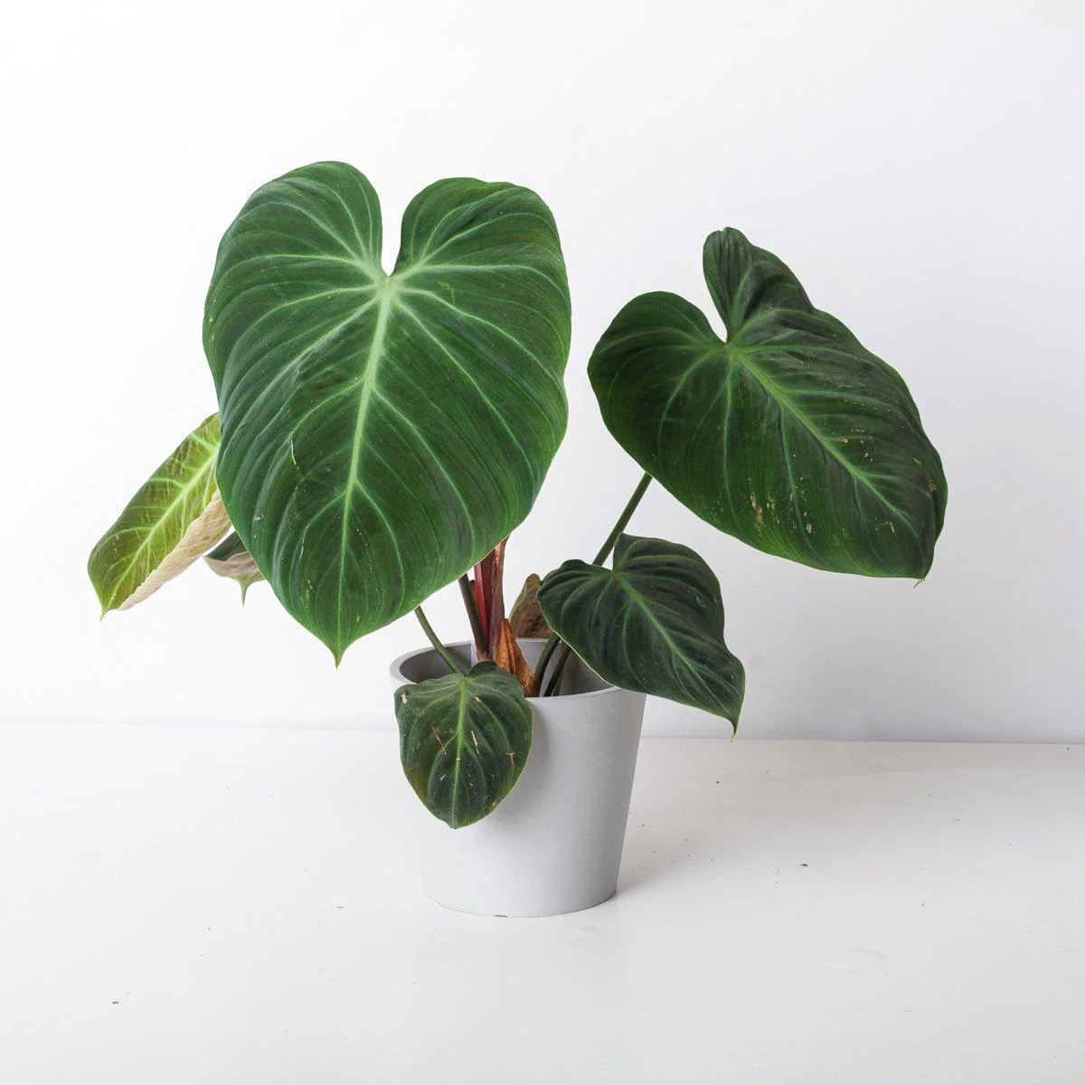 Philodendron El Choco Red | Philodendron rubrijuvenile