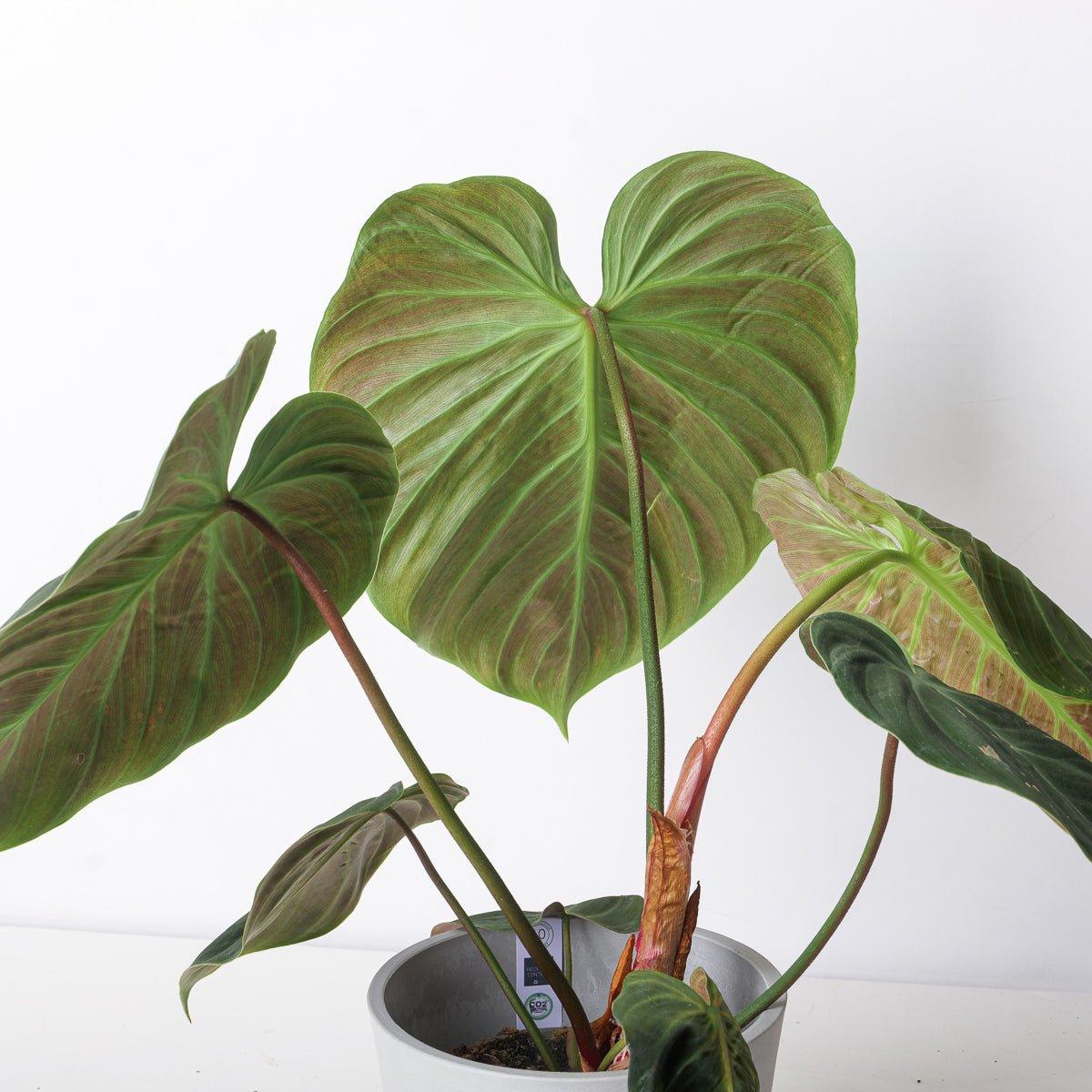 Philodendron El Choco Red | Philodendron rubrijuvenile - Image 2