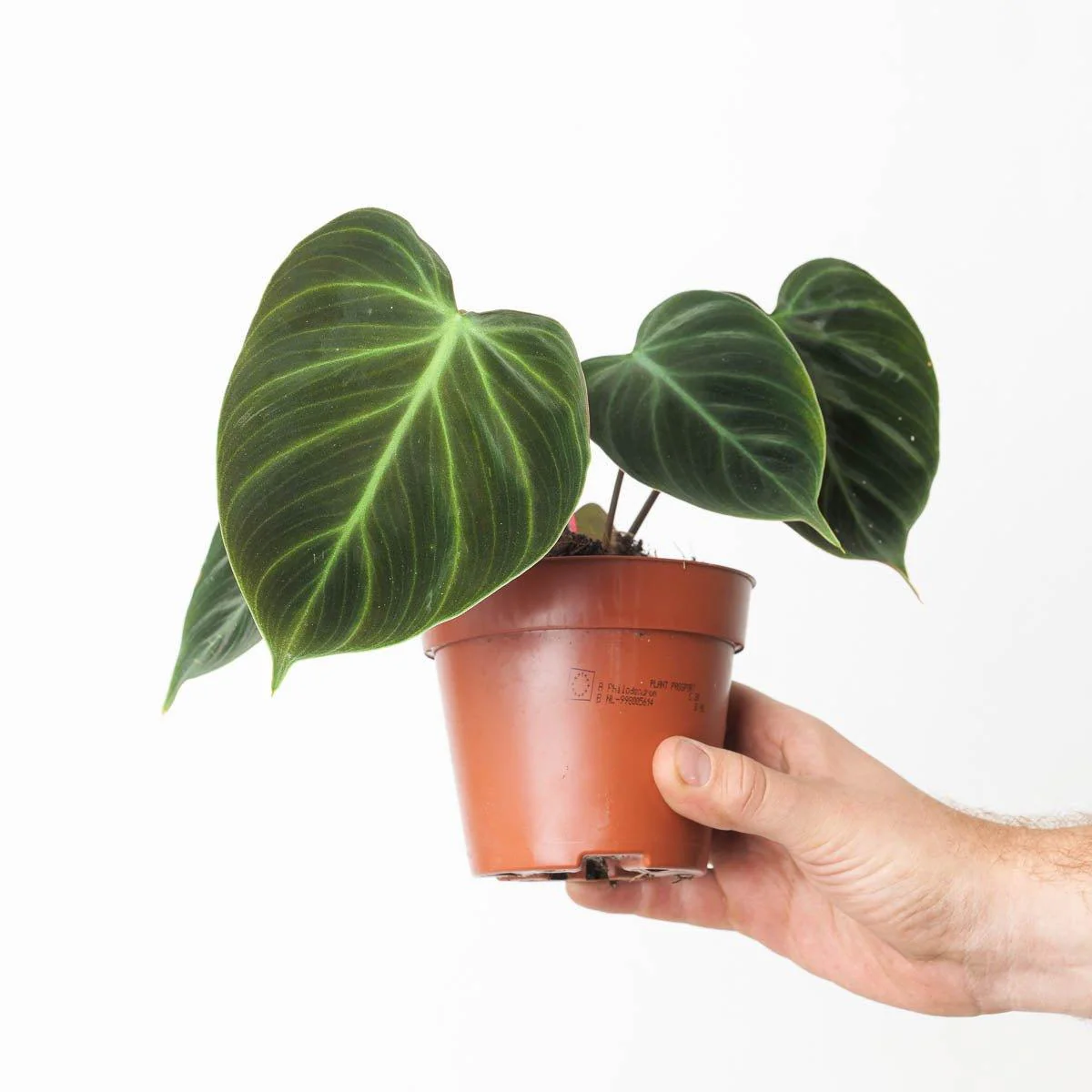 Philodendron El Choco Red | Philodendron rubrijuvenile - Image 3