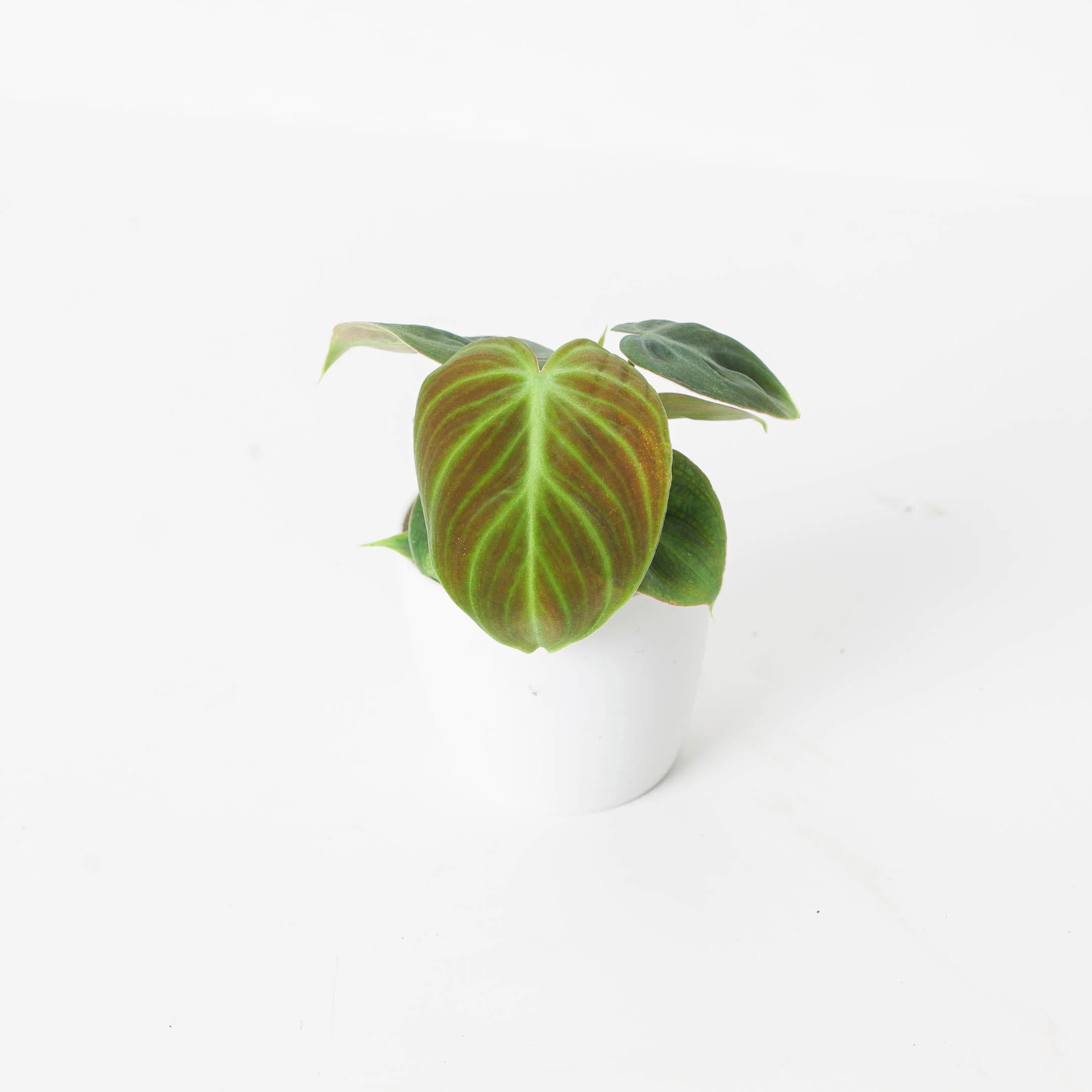 Philodendron El Choco Red | Philodendron rubrijuvenile - Image 4