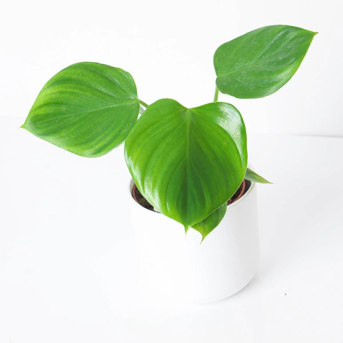 Philodendron eximium 'Pittieri'