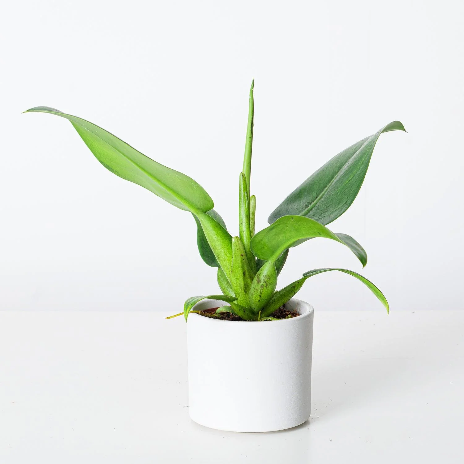 Philodendron Martianum | Philodendron Pacova | Philodendron Fatboy