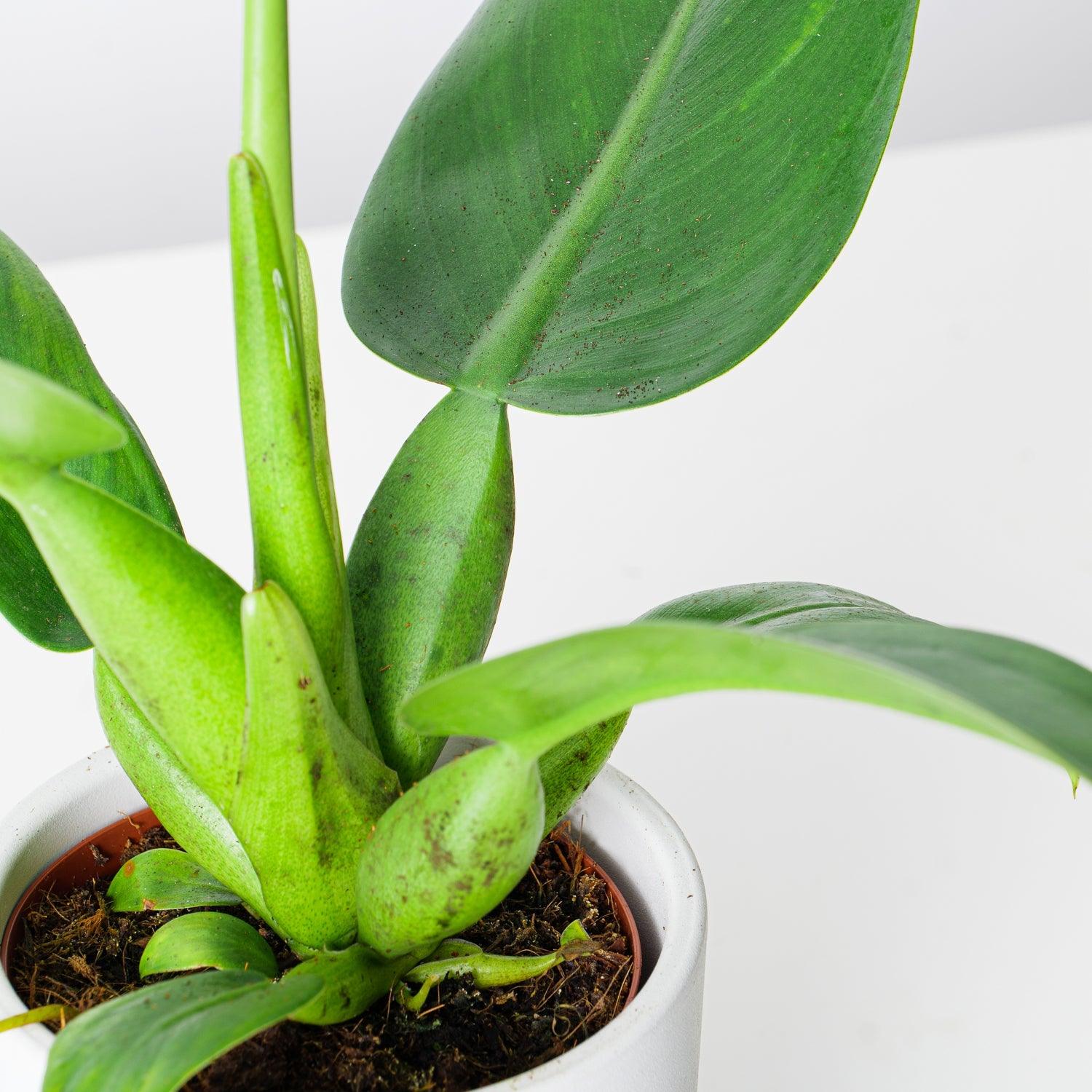 Philodendron Martianum | Philodendron Pacova | Philodendron Fatboy - Image 2