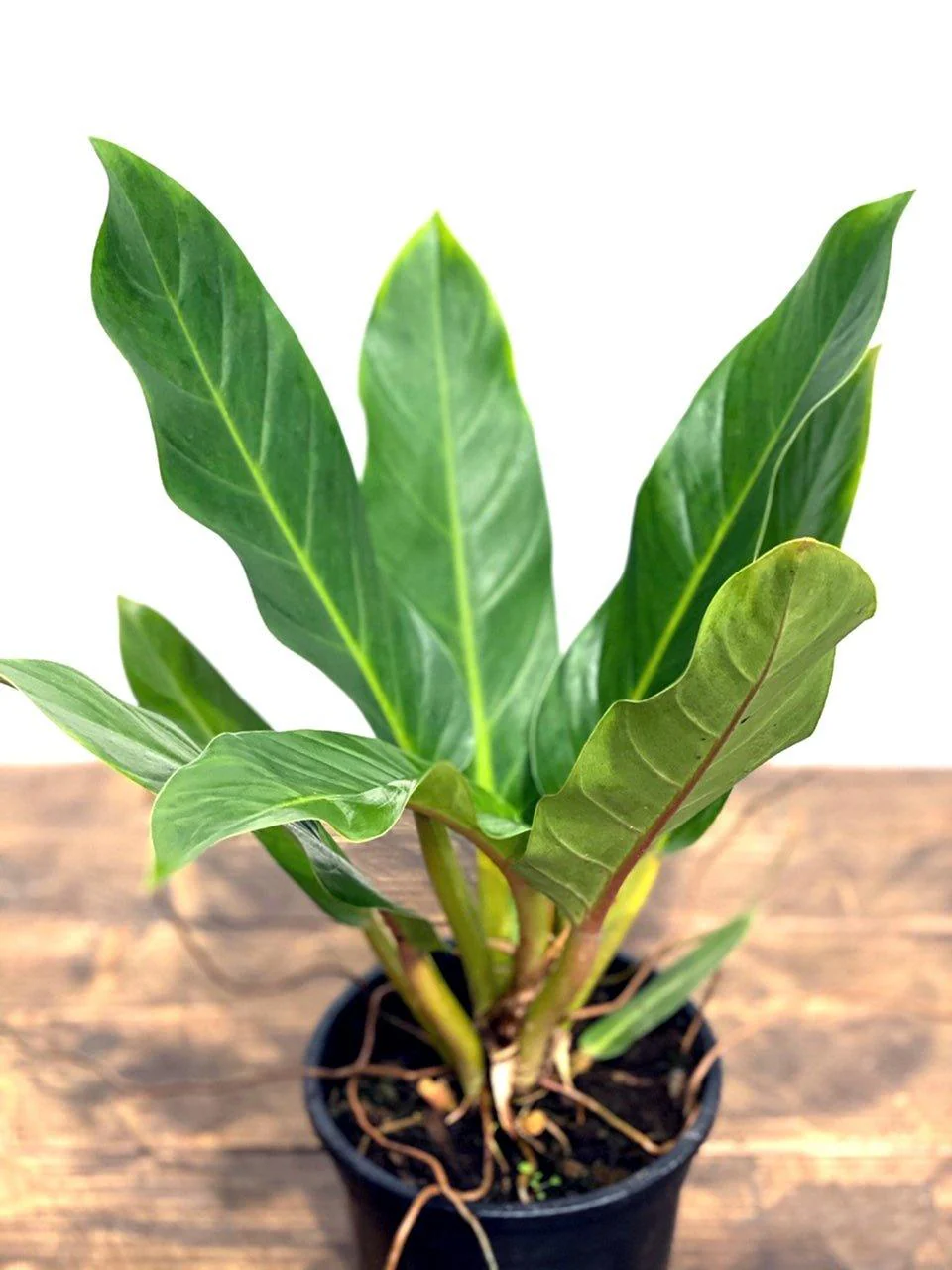 Philodendron Martianum | Philodendron Pacova | Philodendron Fatboy - Image 3