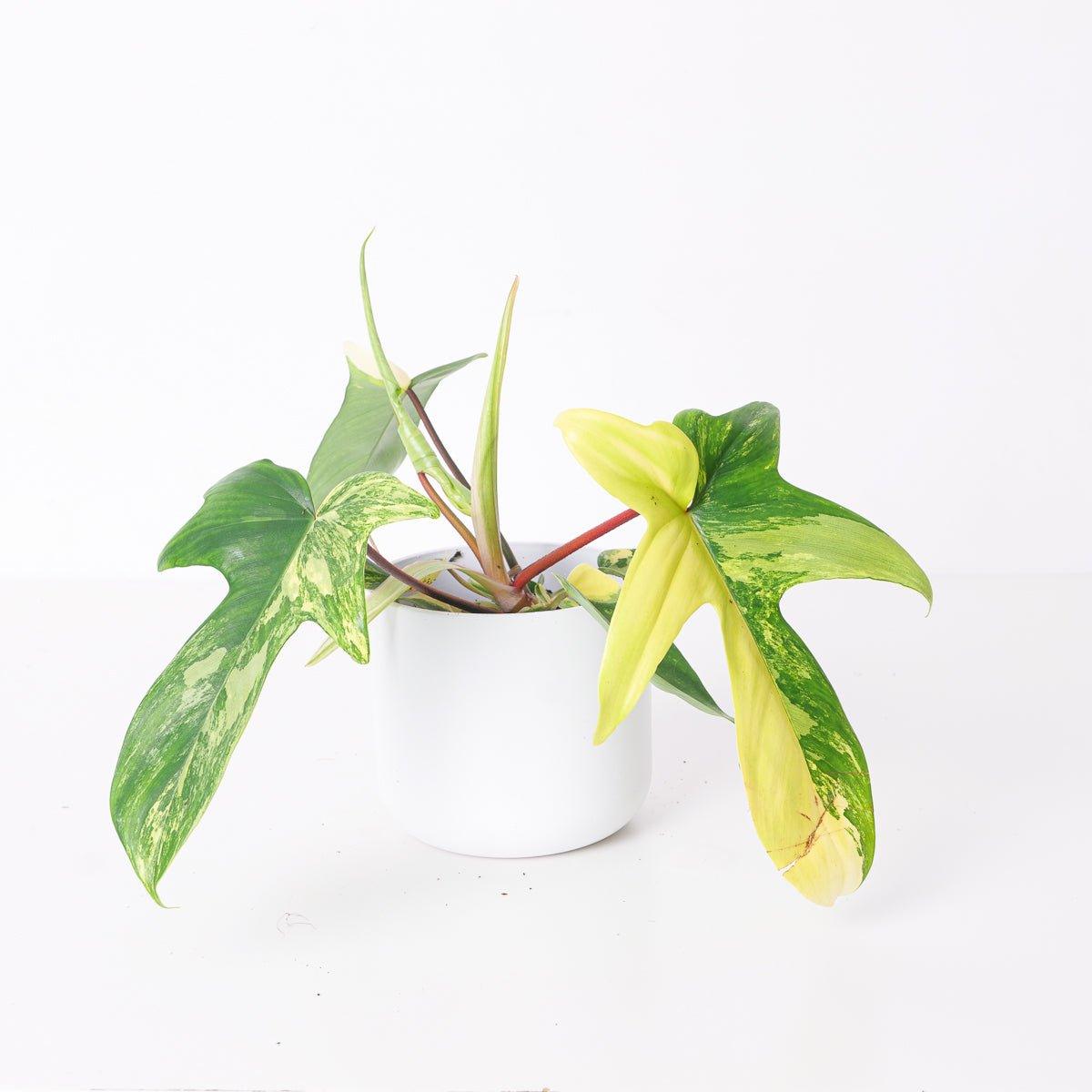 Philodendron Florida Beauty
