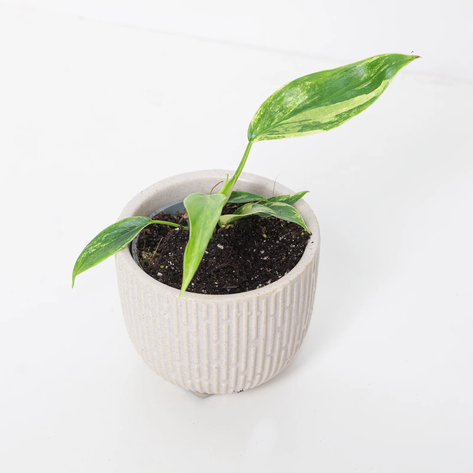 Philodendron Florida Beauty - Image 2