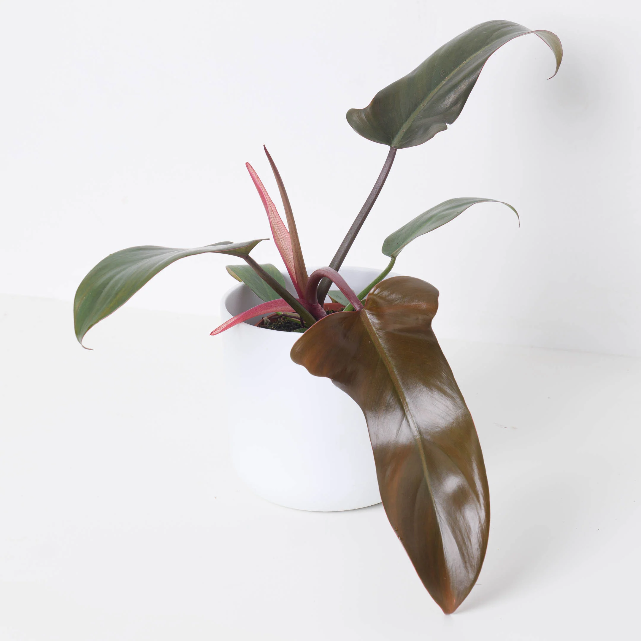 Philodendron Florida Bronze