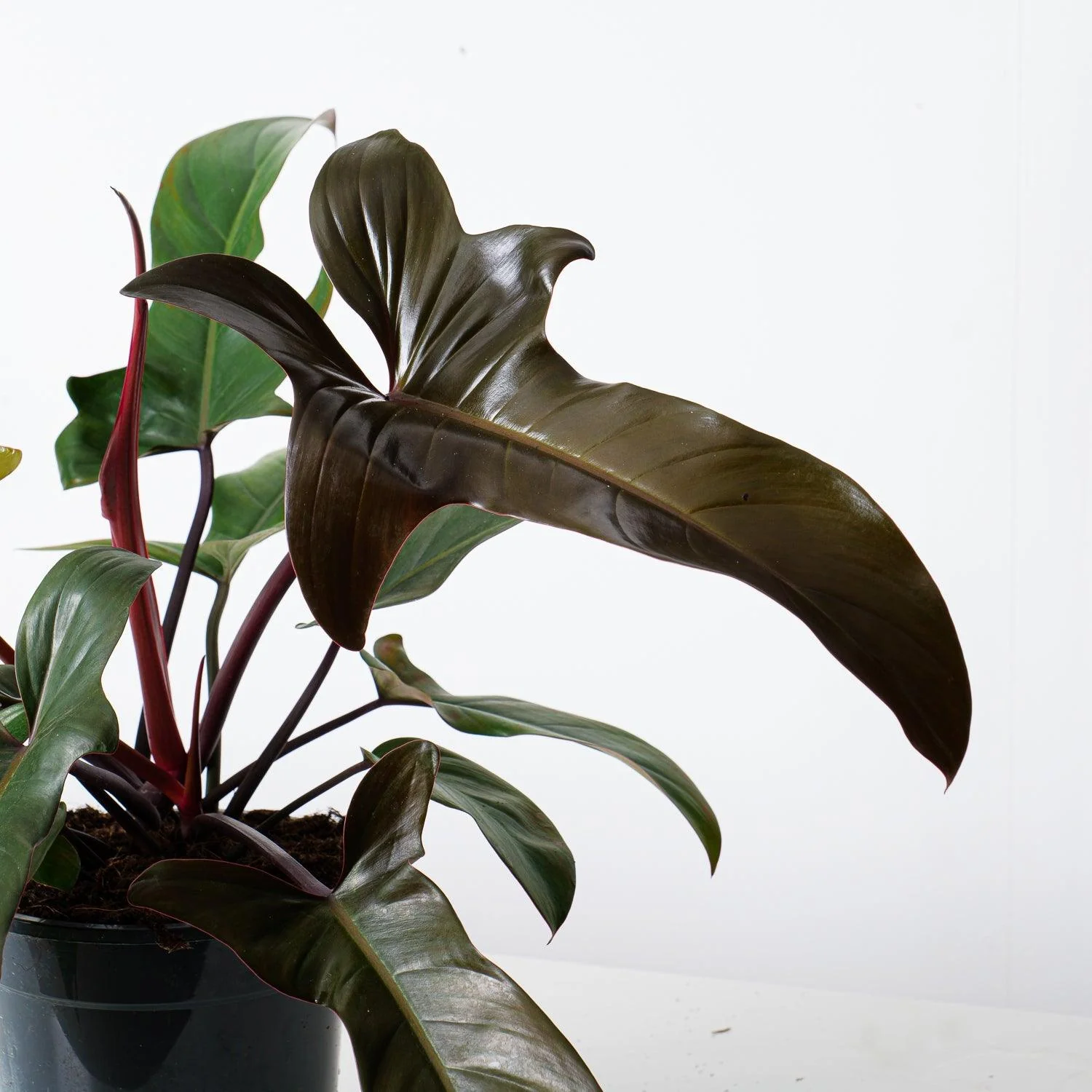 Philodendron Florida Bronze - Image 2
