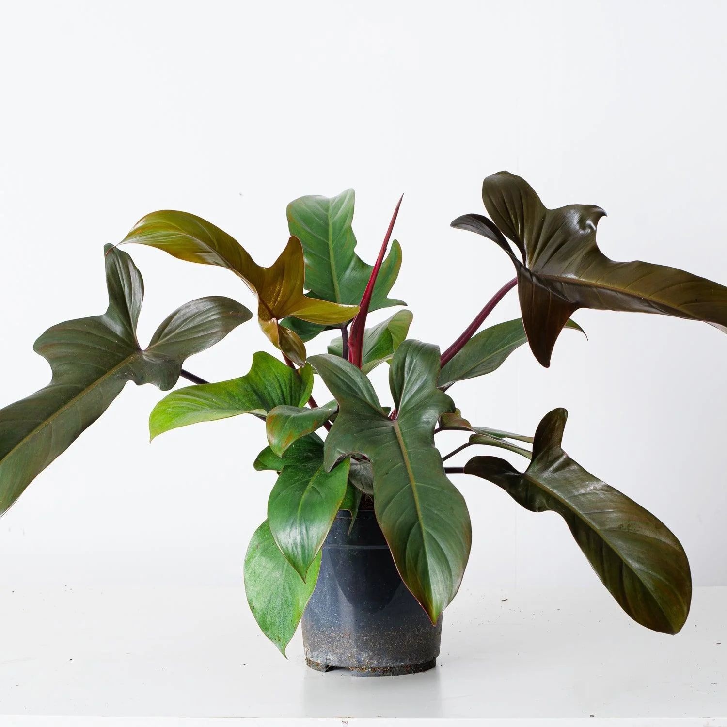 Philodendron Florida Bronze - Image 3