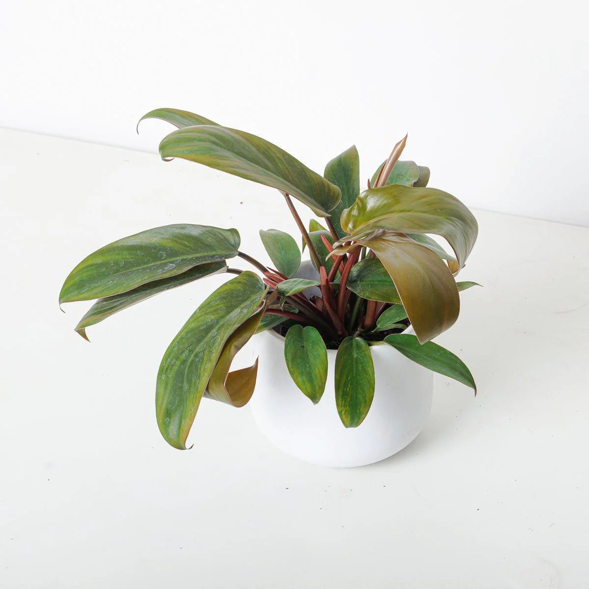 Philodendron Florida Bronze - Image 4