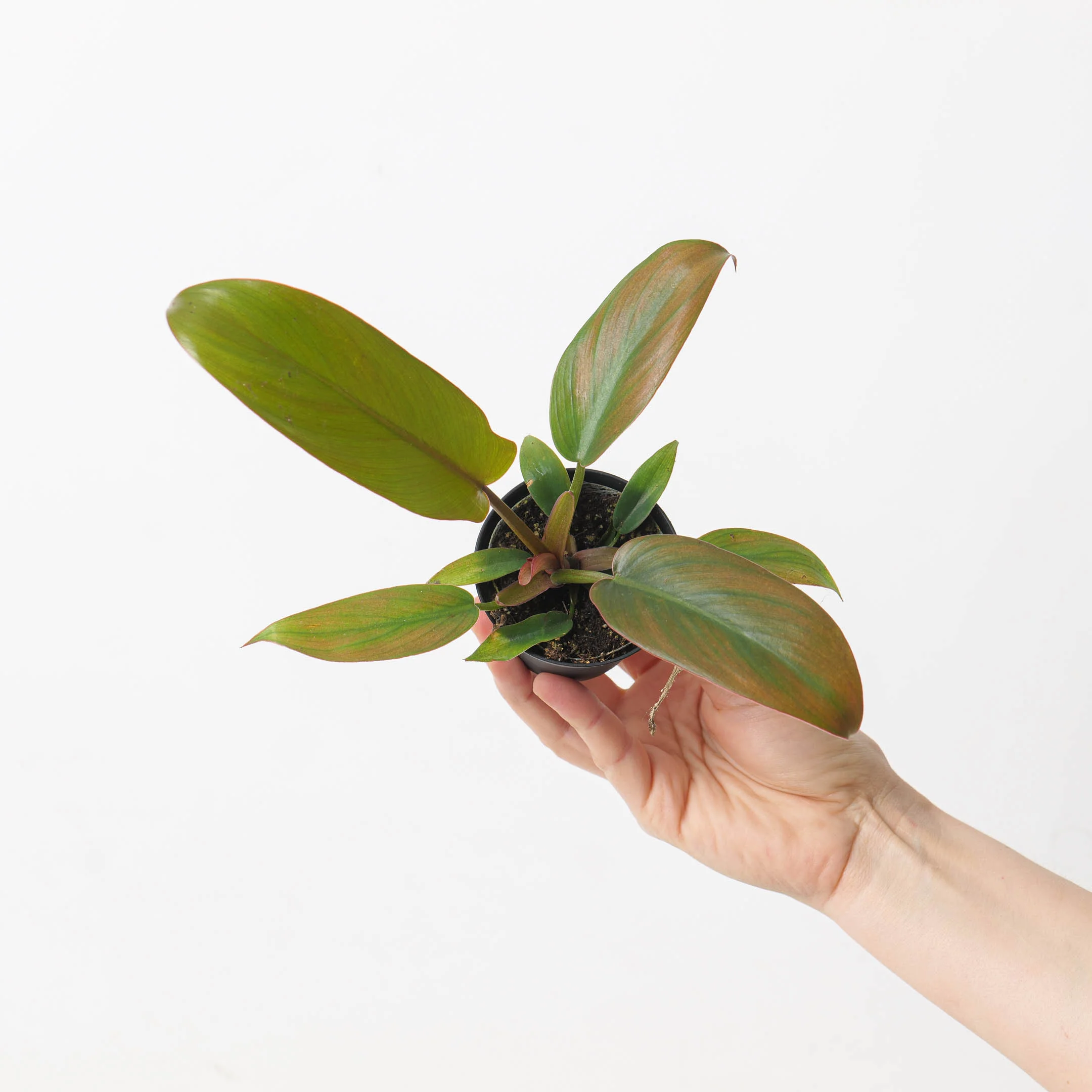 Philodendron Florida Bronze - Image 5