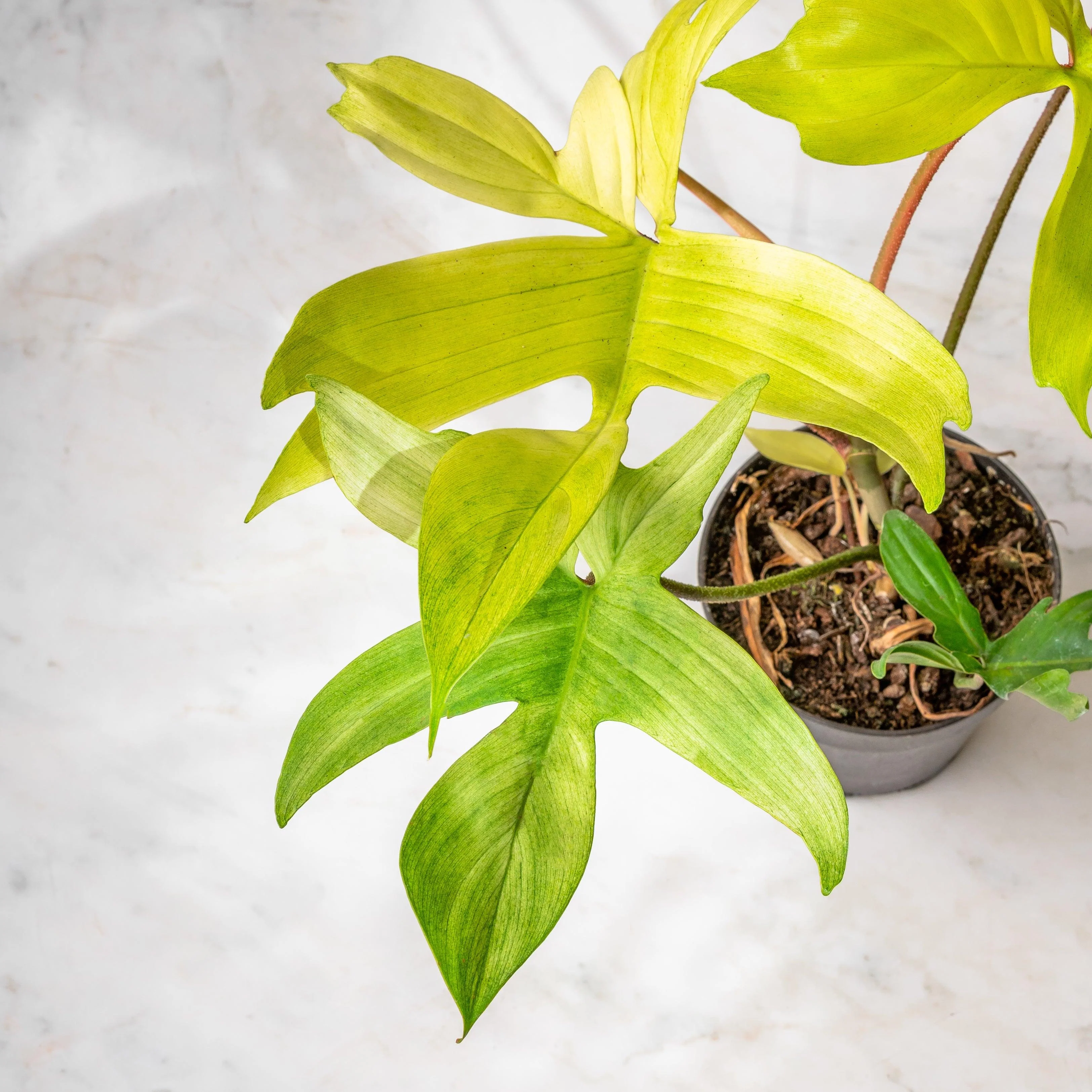 Philodendron Florida Ghost