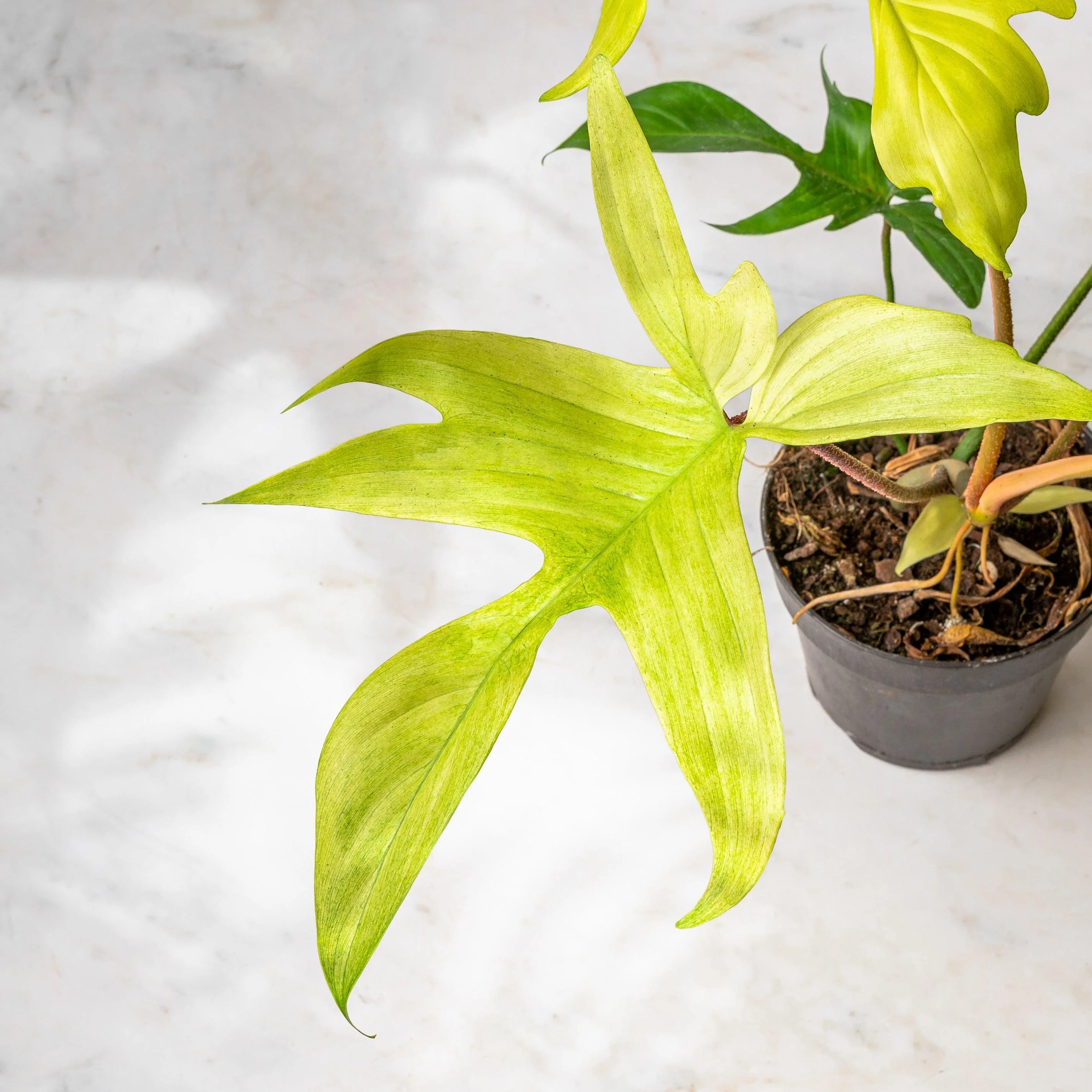 Philodendron Florida Ghost - Image 2