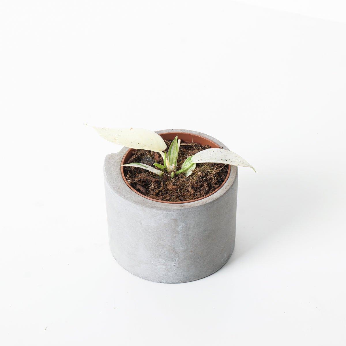 Philodendron Florida Ghost - Image 4