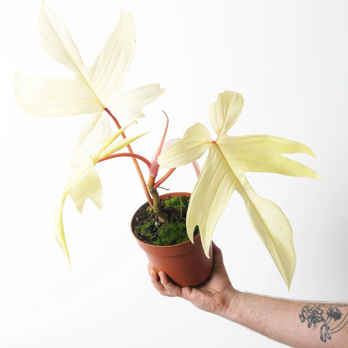 Philodendron Florida Ghost - Image 5