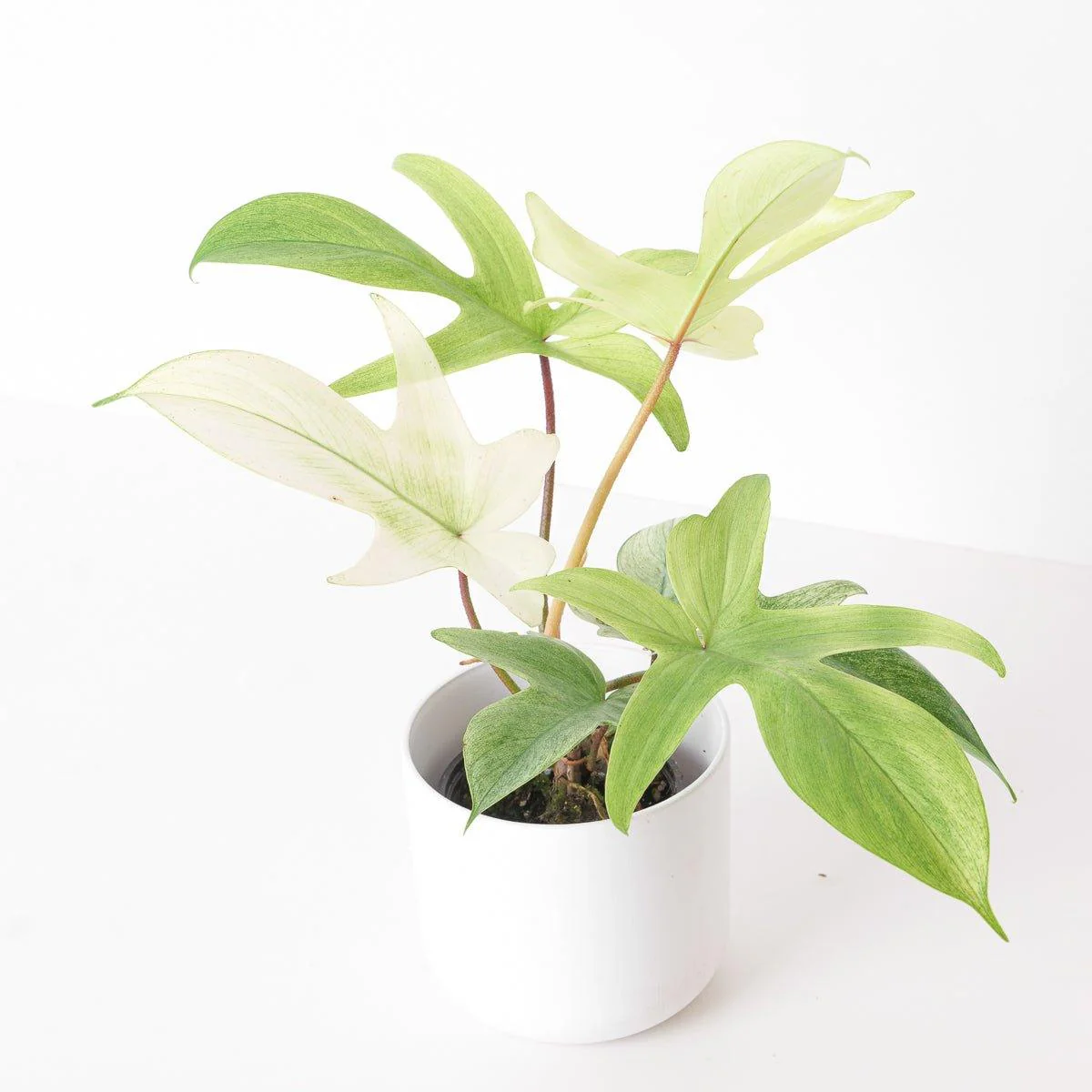 Philodendron Florida Ghost - Image 6