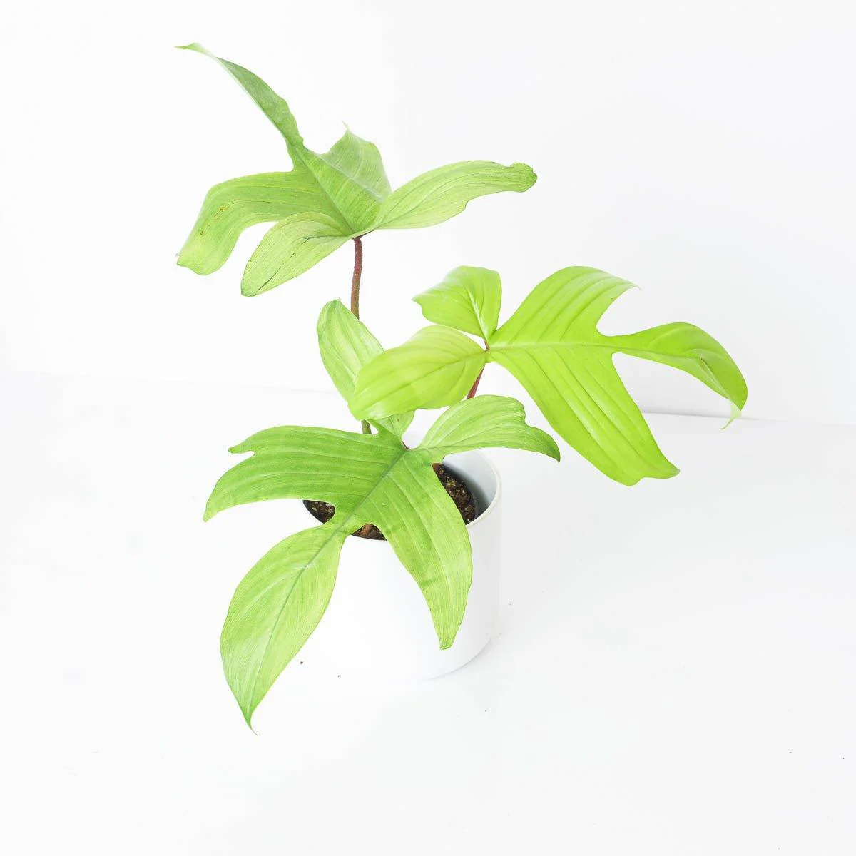 Philodendron Florida Ghost - Image 7