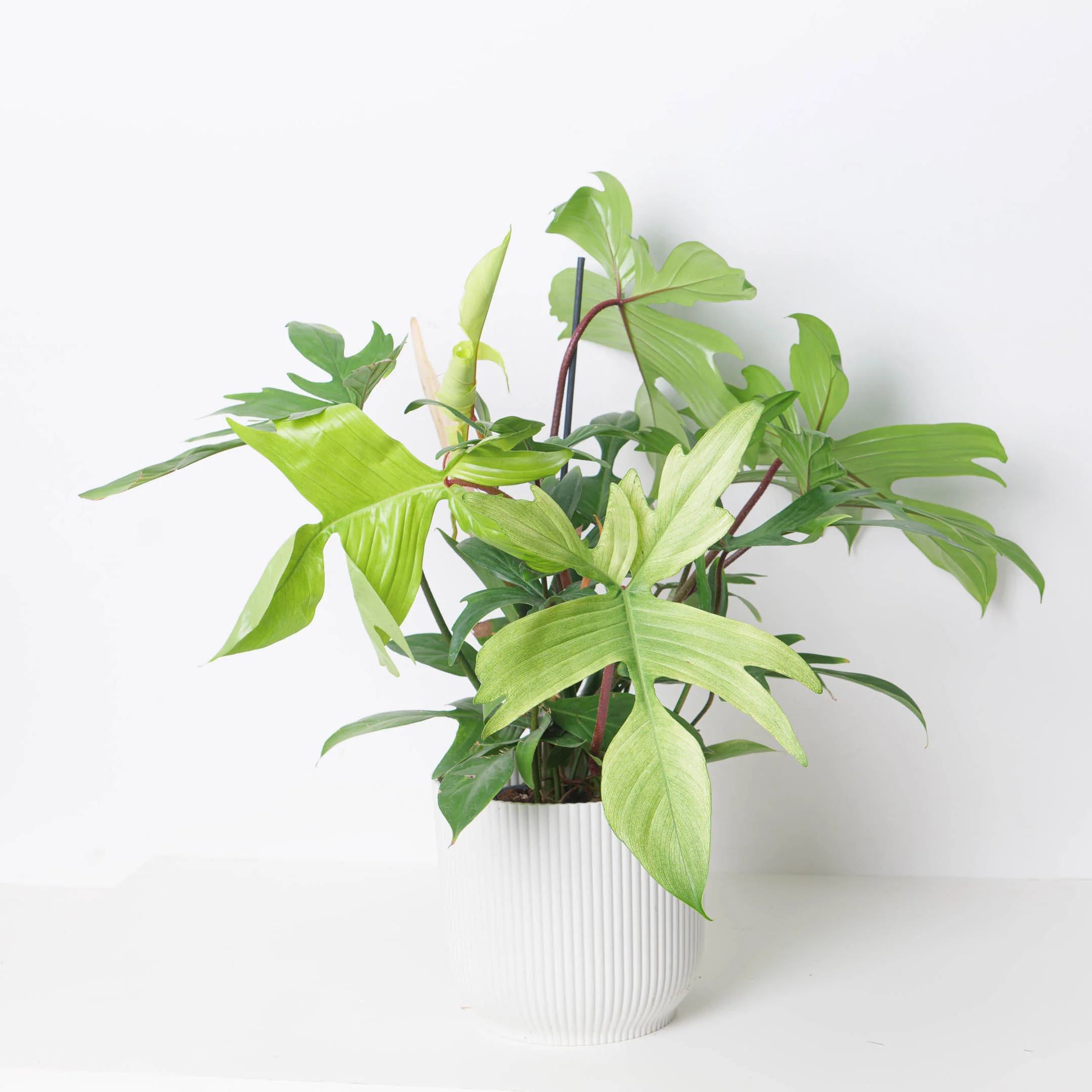 Philodendron Florida Ghost - Image 8