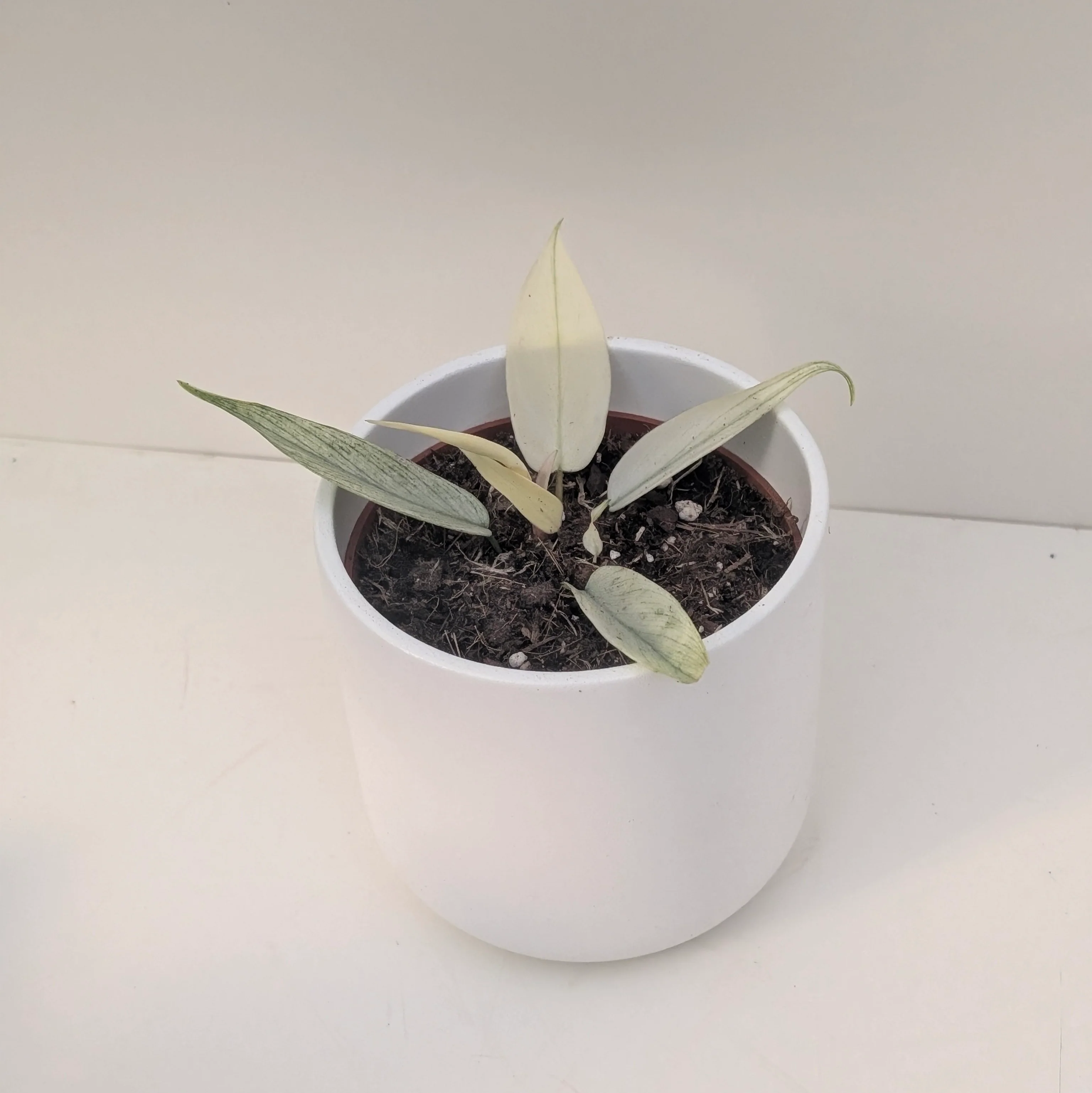 Philodendron Florida Ghost - Image 9