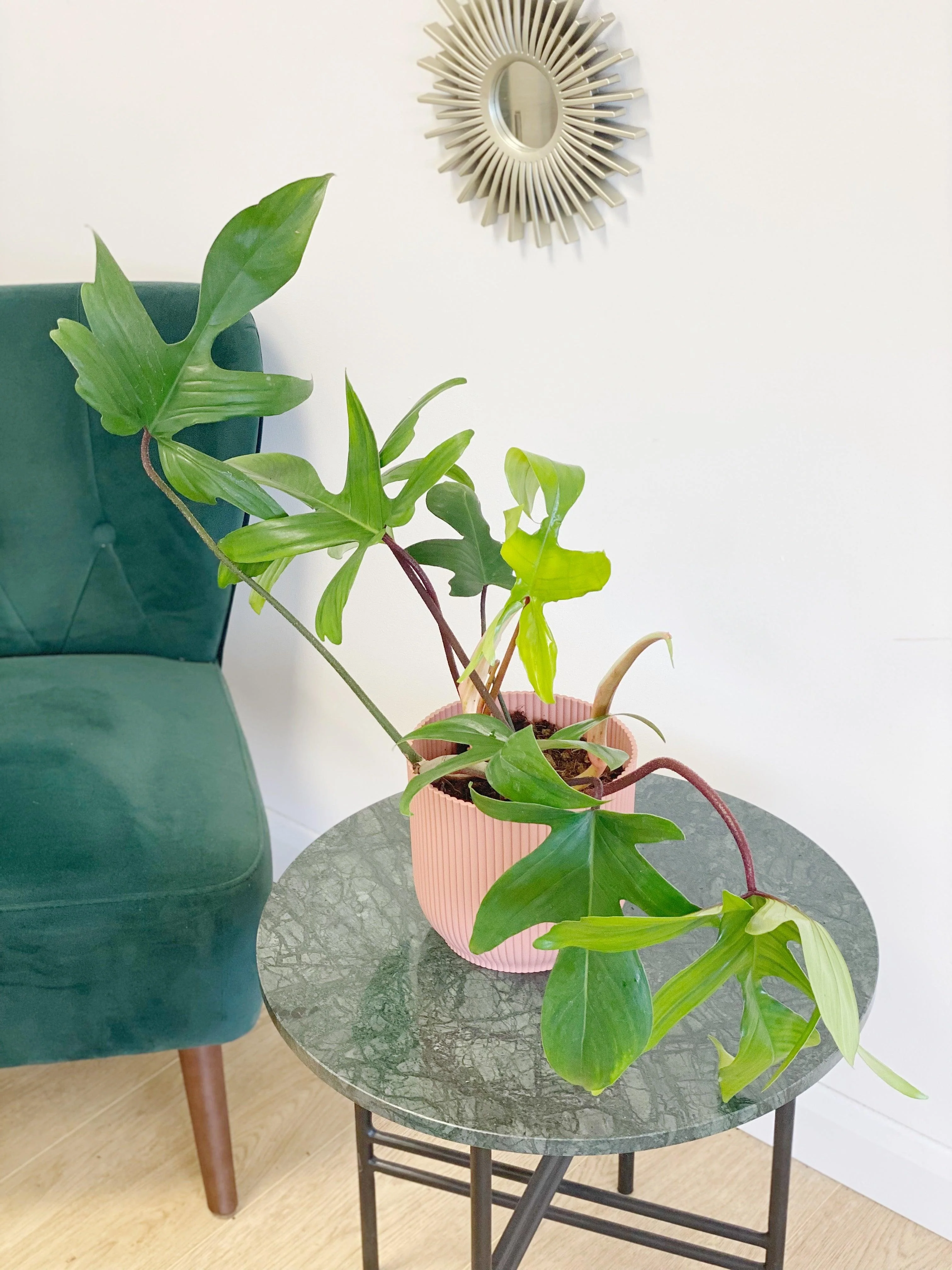 Philodendron Florida Green - Image 3