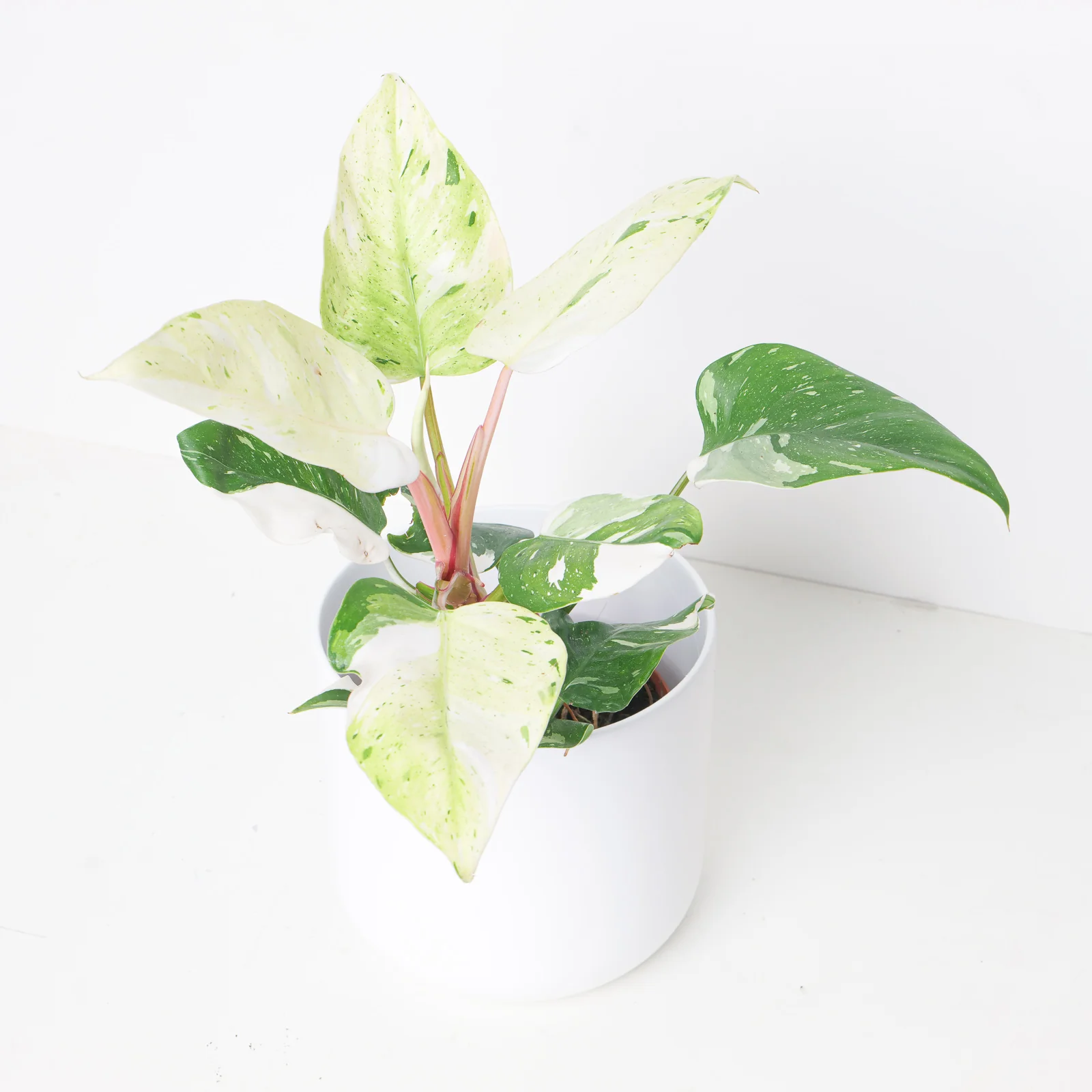 Philodendron 'Fresh Aurea'